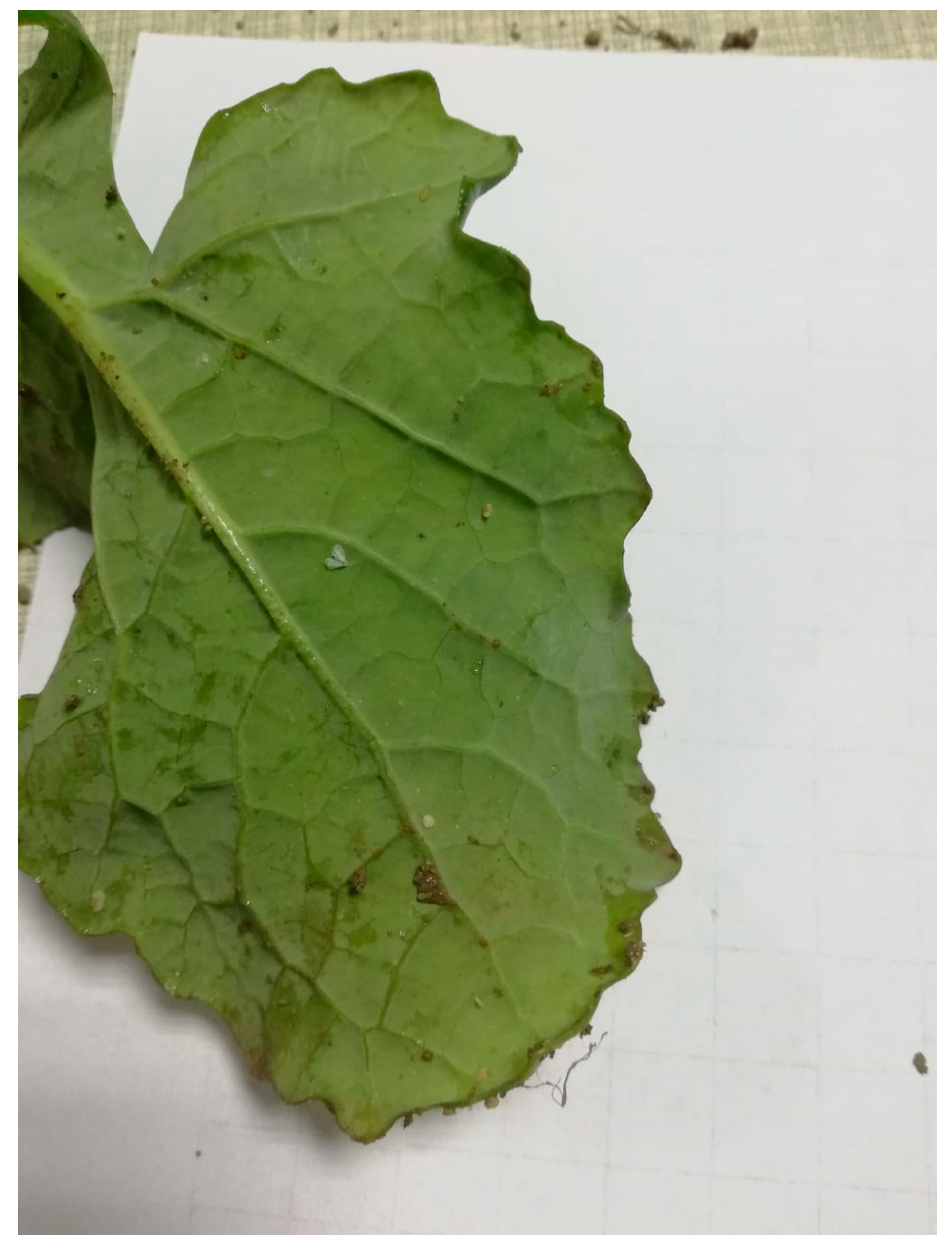 Agriculture 11 00094 g001 Agriculture 11 00094 g001