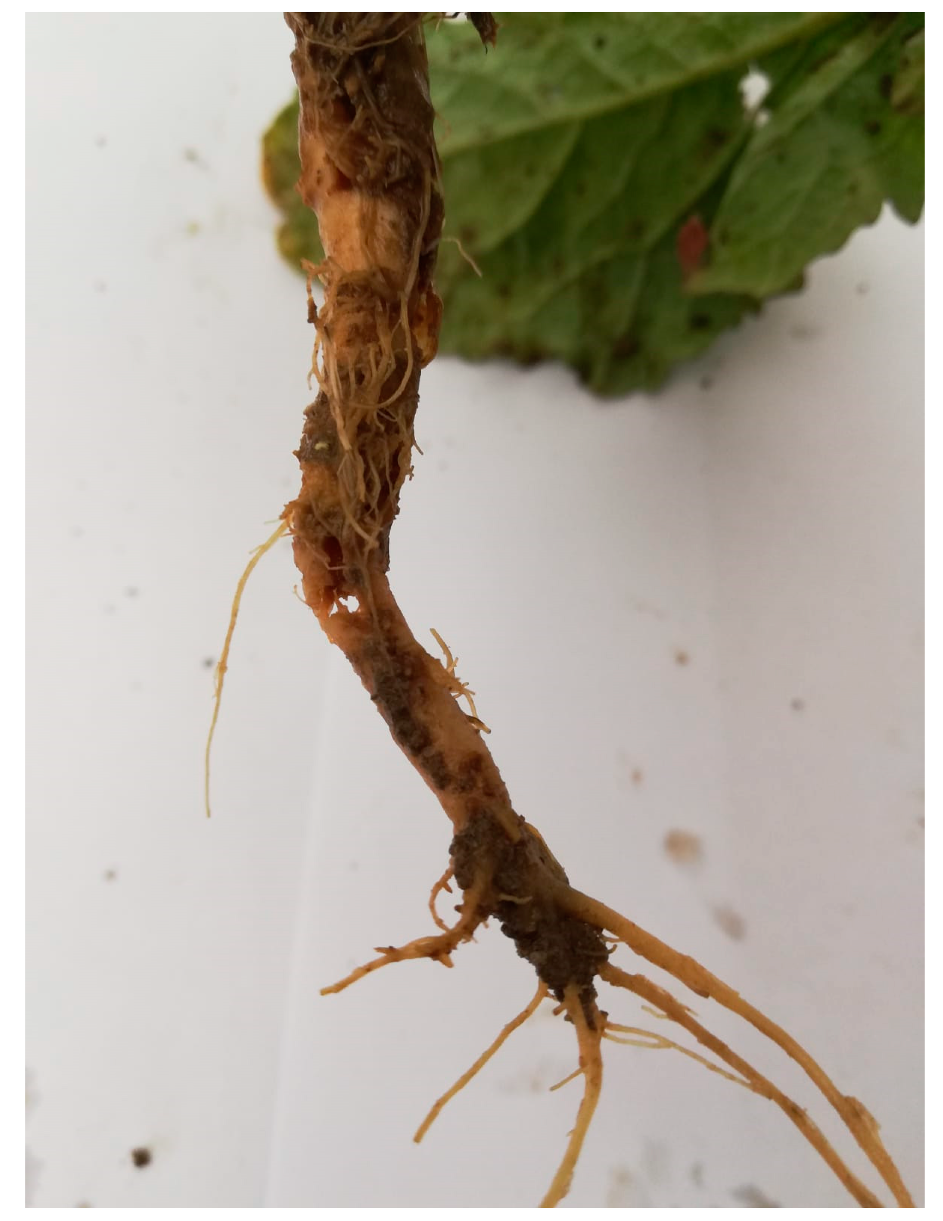 Agriculture 11 00094 g002 Agriculture 11 00094 g002