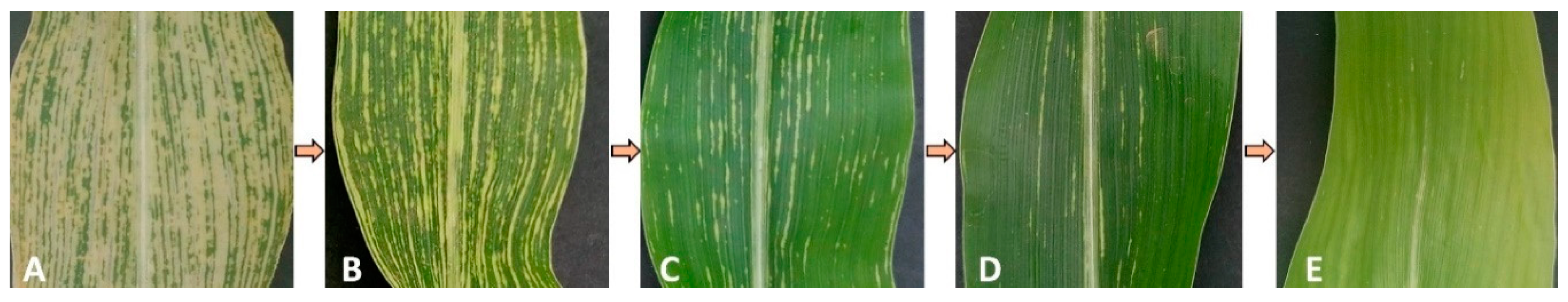 Agriculture 11 00130 g001