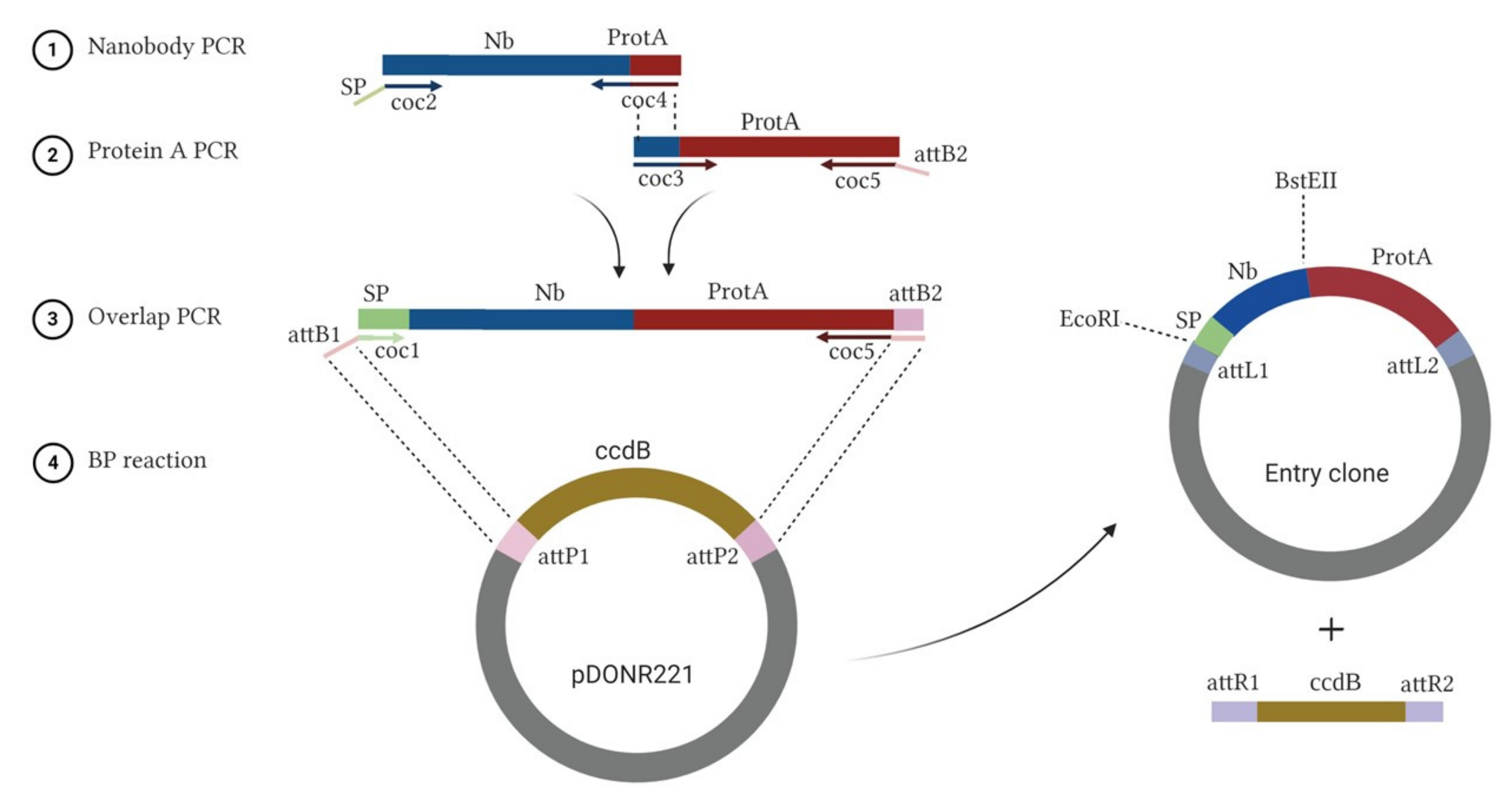 Agriculture 11 00186 g001