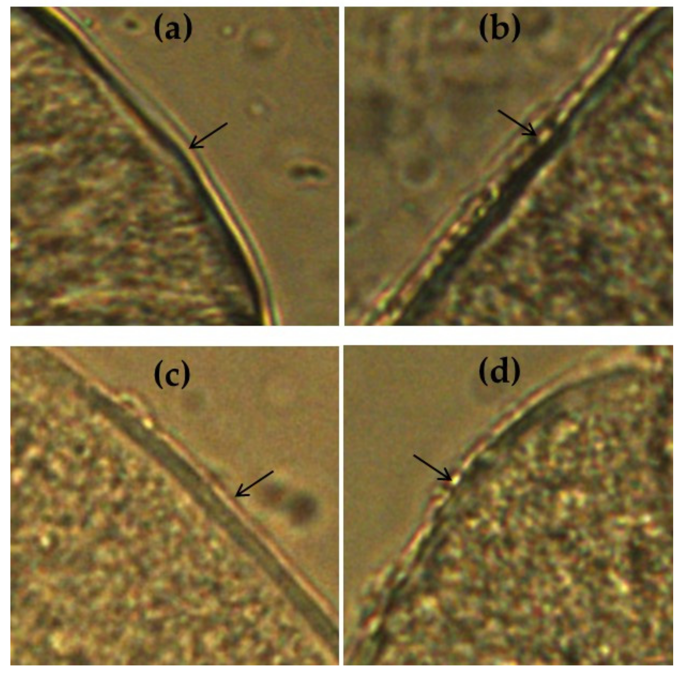 Agriculture 11 00186 g006