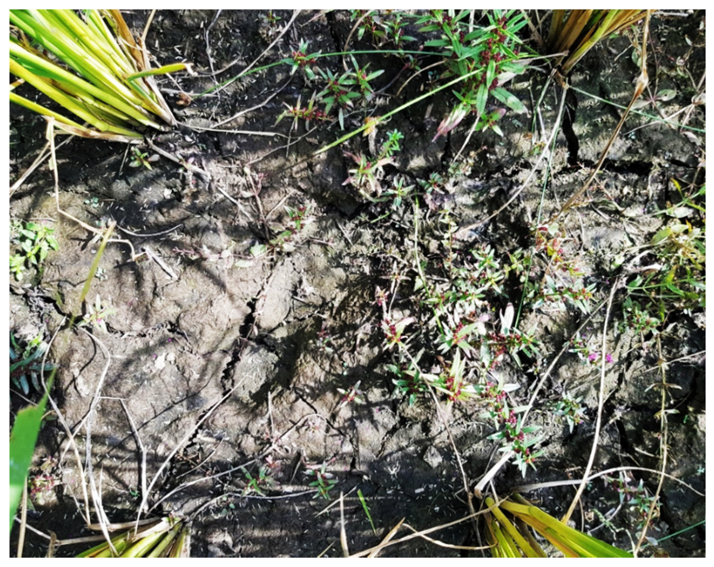 Agriculture 11 00222 g001