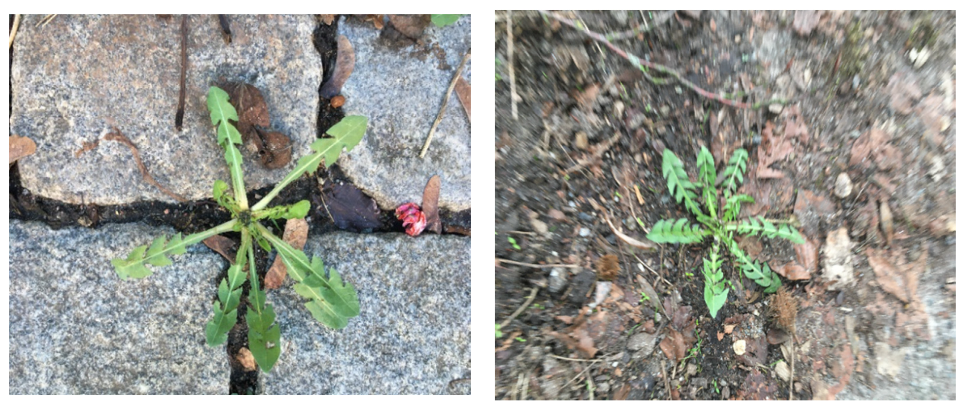 Agriculture 11 00222 g013