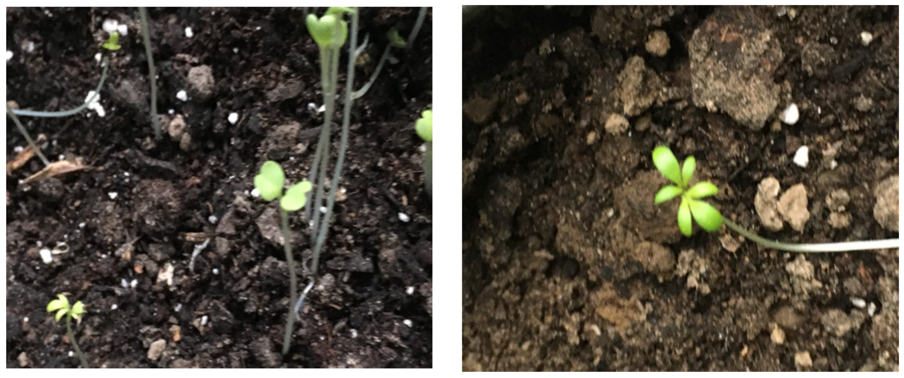 Agriculture 11 00222 g014