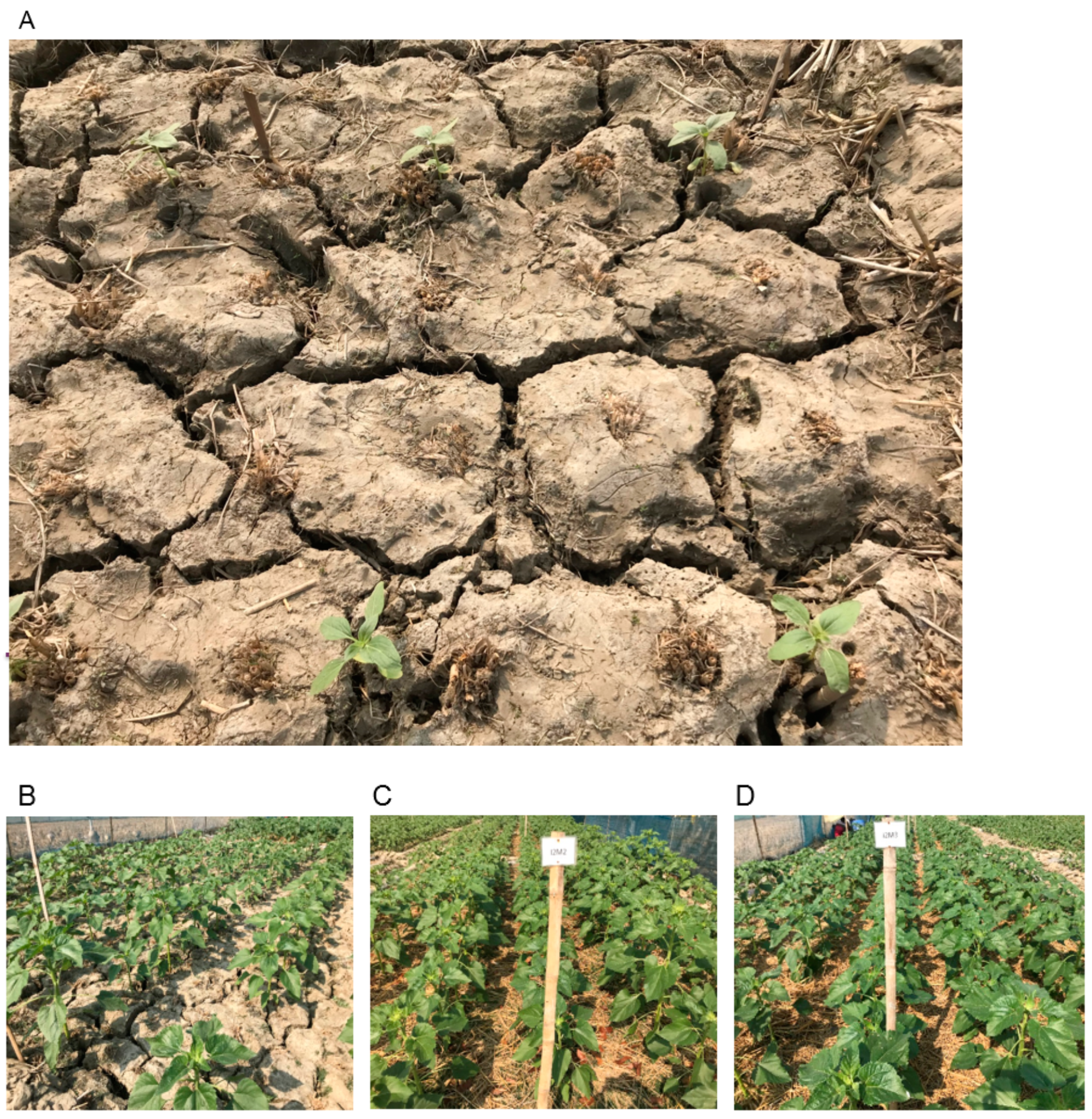 Agriculture 11 00264 g002 Agriculture 11 00264 g002