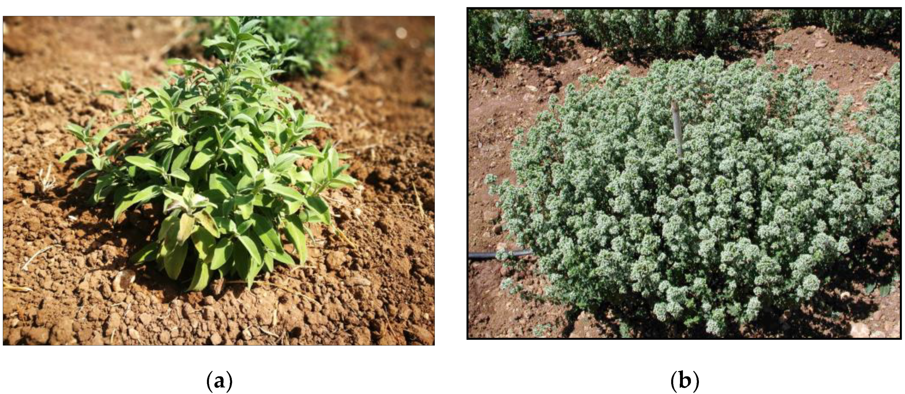 Agriculture 11 00266 g001a