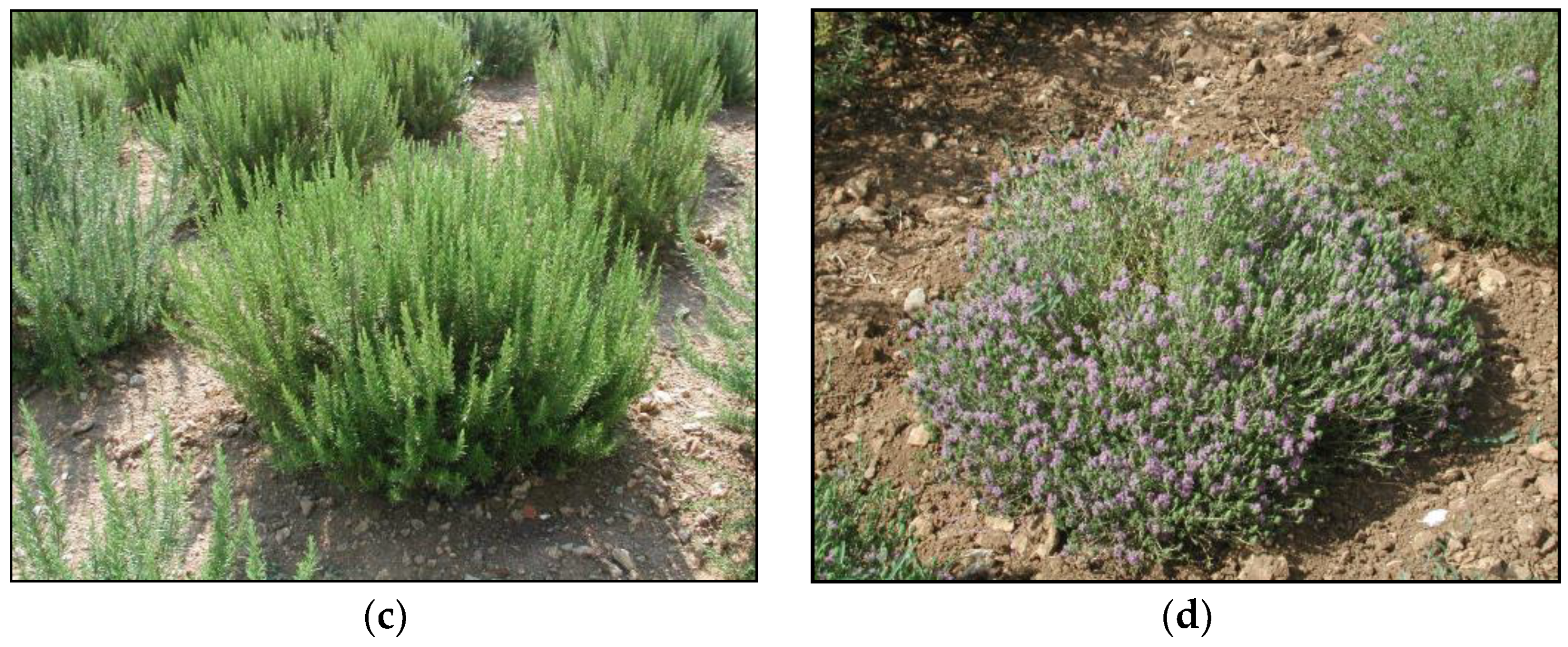 Agriculture 11 00266 g001b