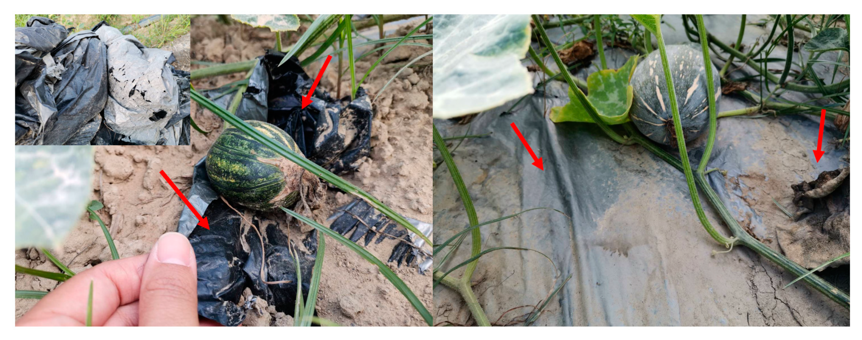 Agriculture 11 00330 g006 Agriculture 11 00330 g006