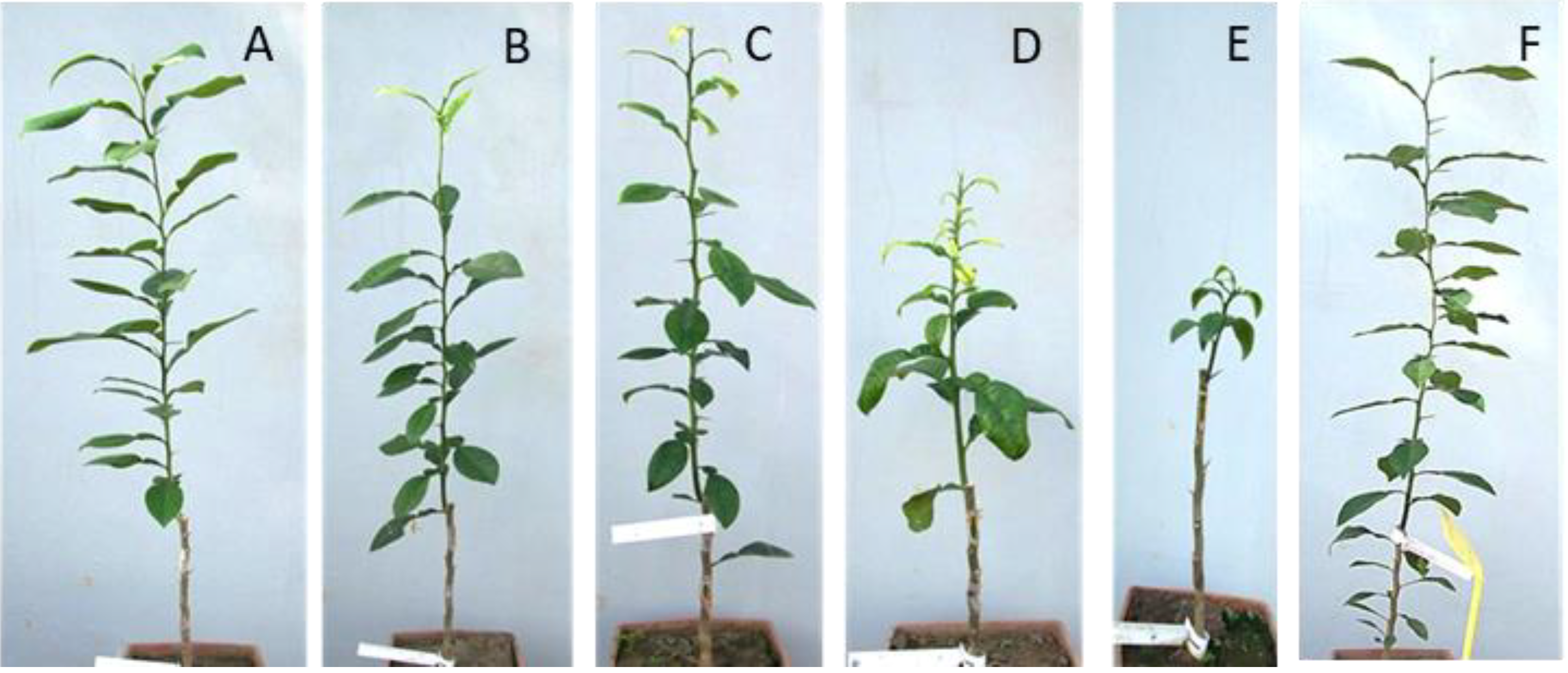 Agriculture 11 00400 g004