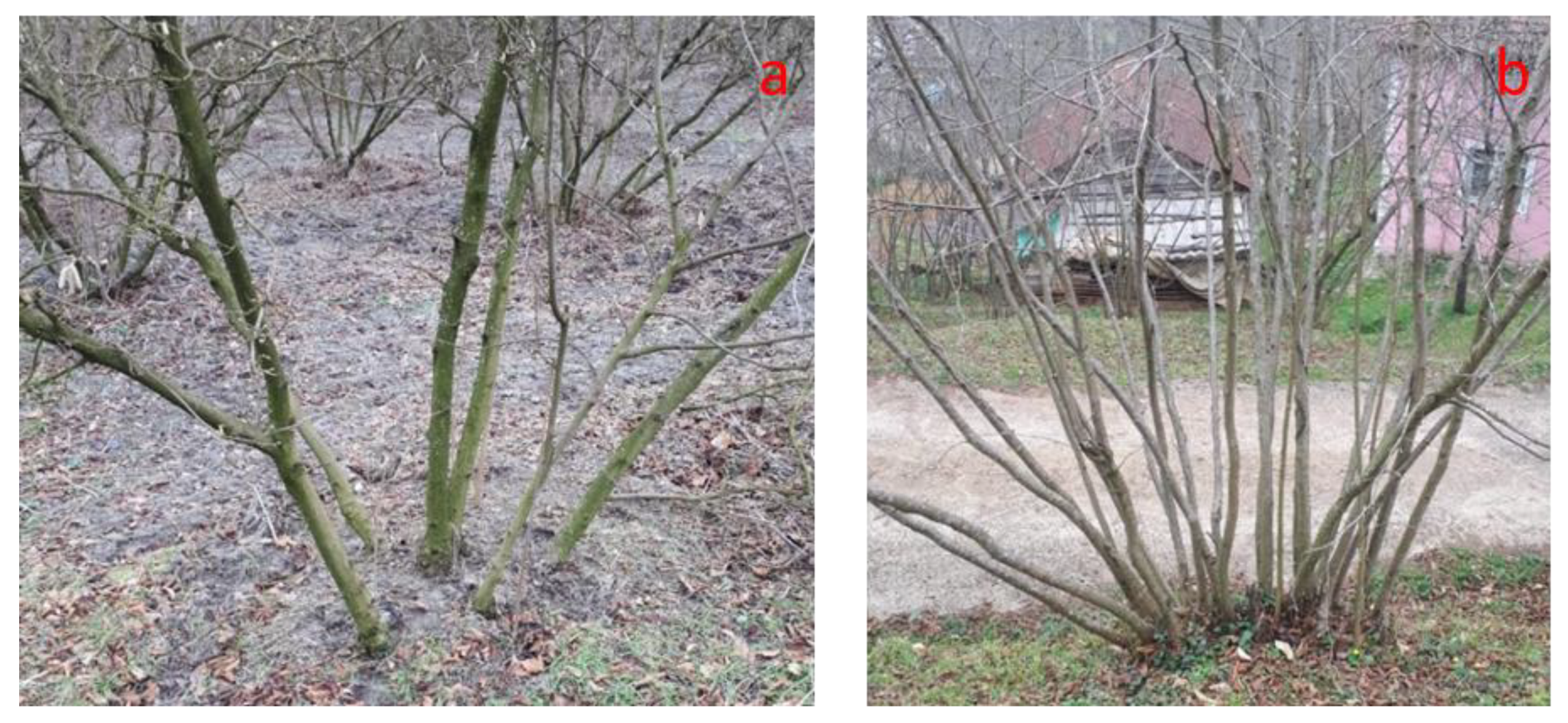 Agriculture 11 00437 g001