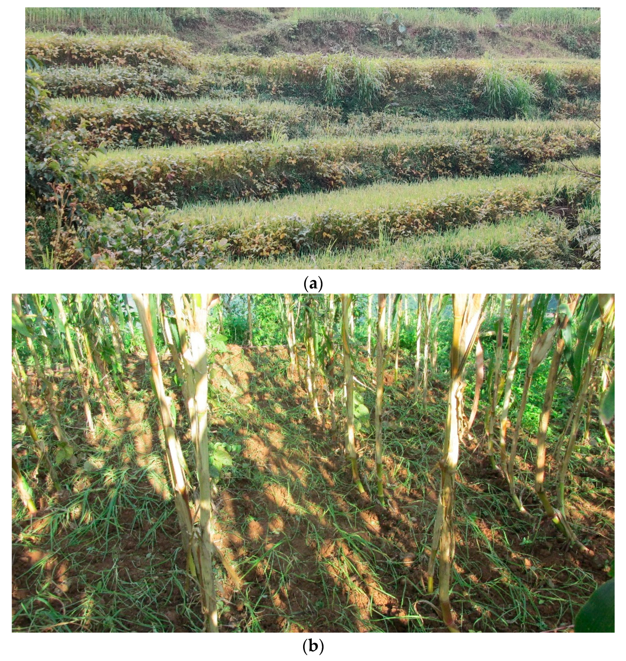 Agriculture 11 00461 g001