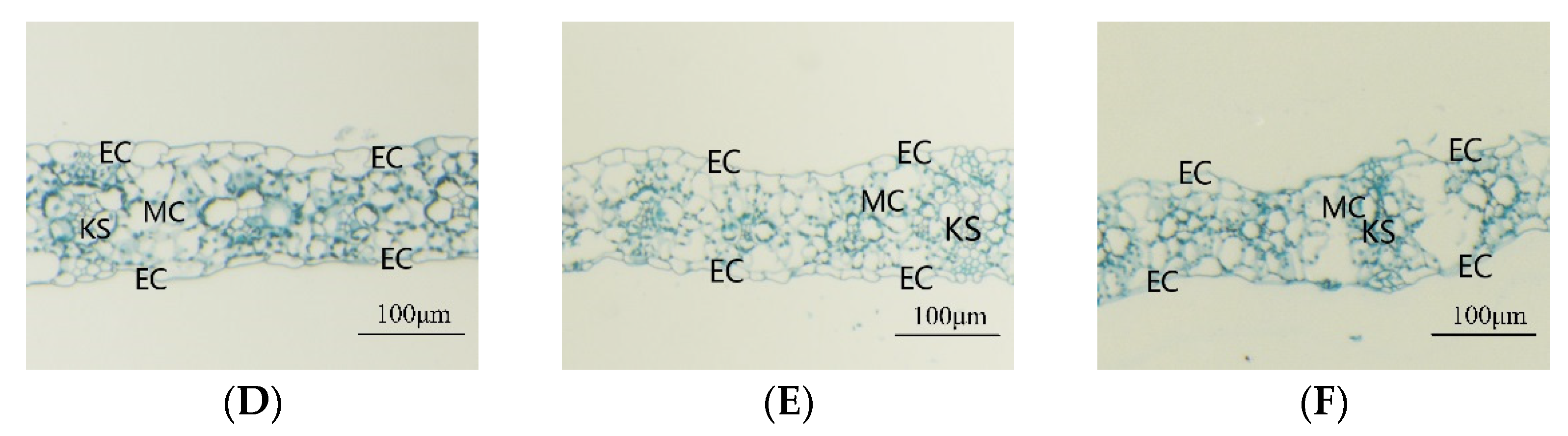 Agriculture 11 00477 g005b Agriculture 11 00477 g005b