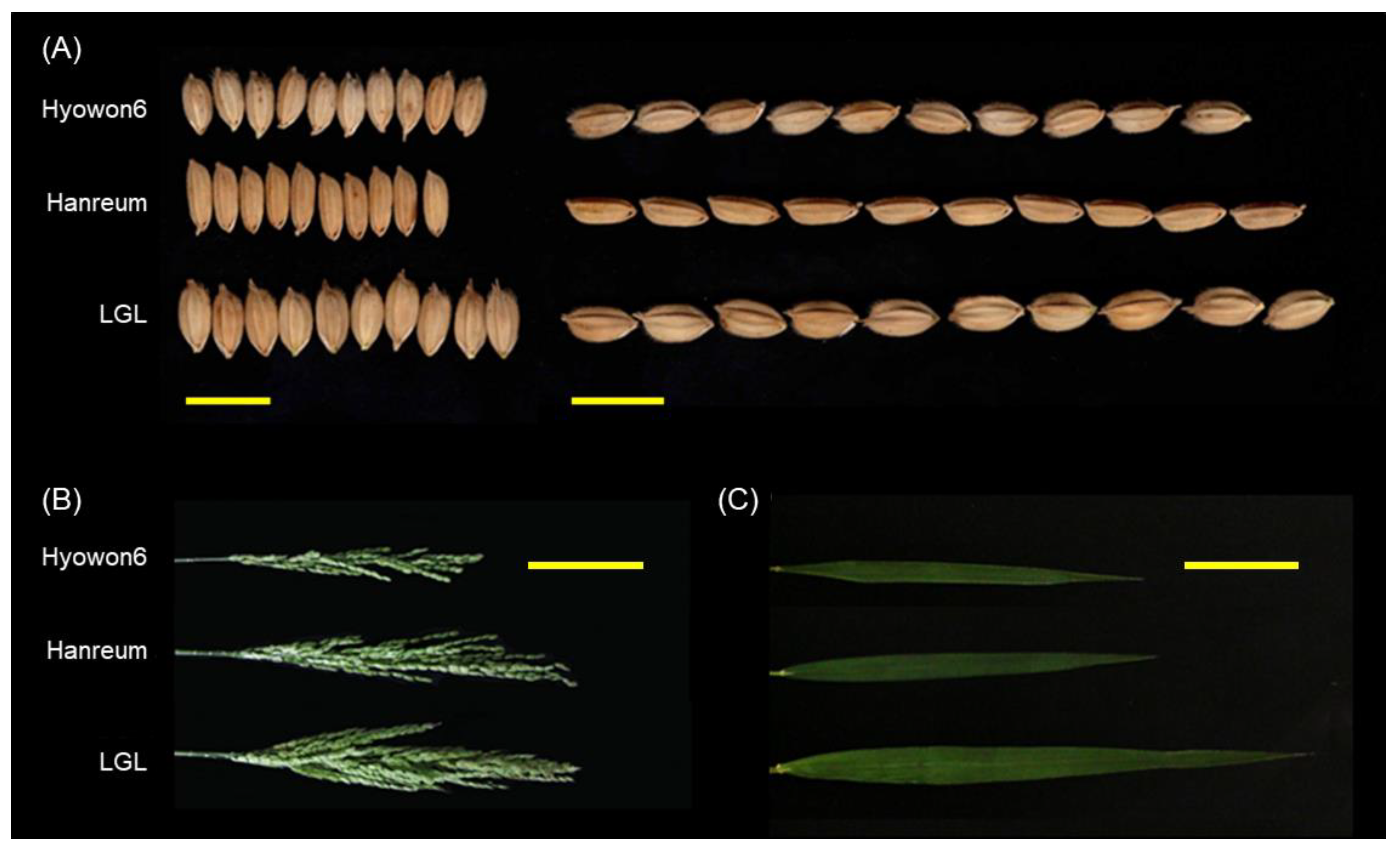 Agriculture 11 00565 g001 Agriculture 11 00565 g001