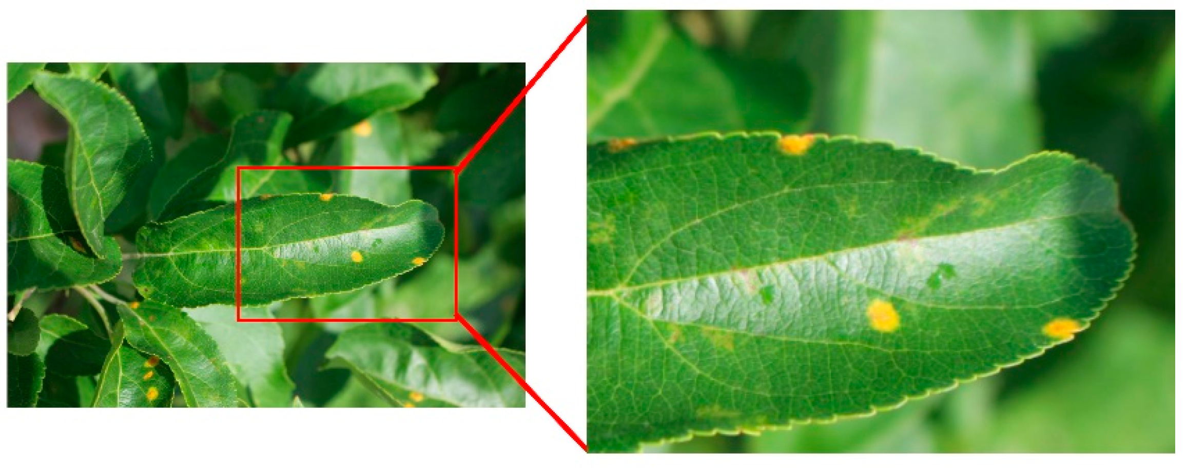 Agriculture 11 00617 g008