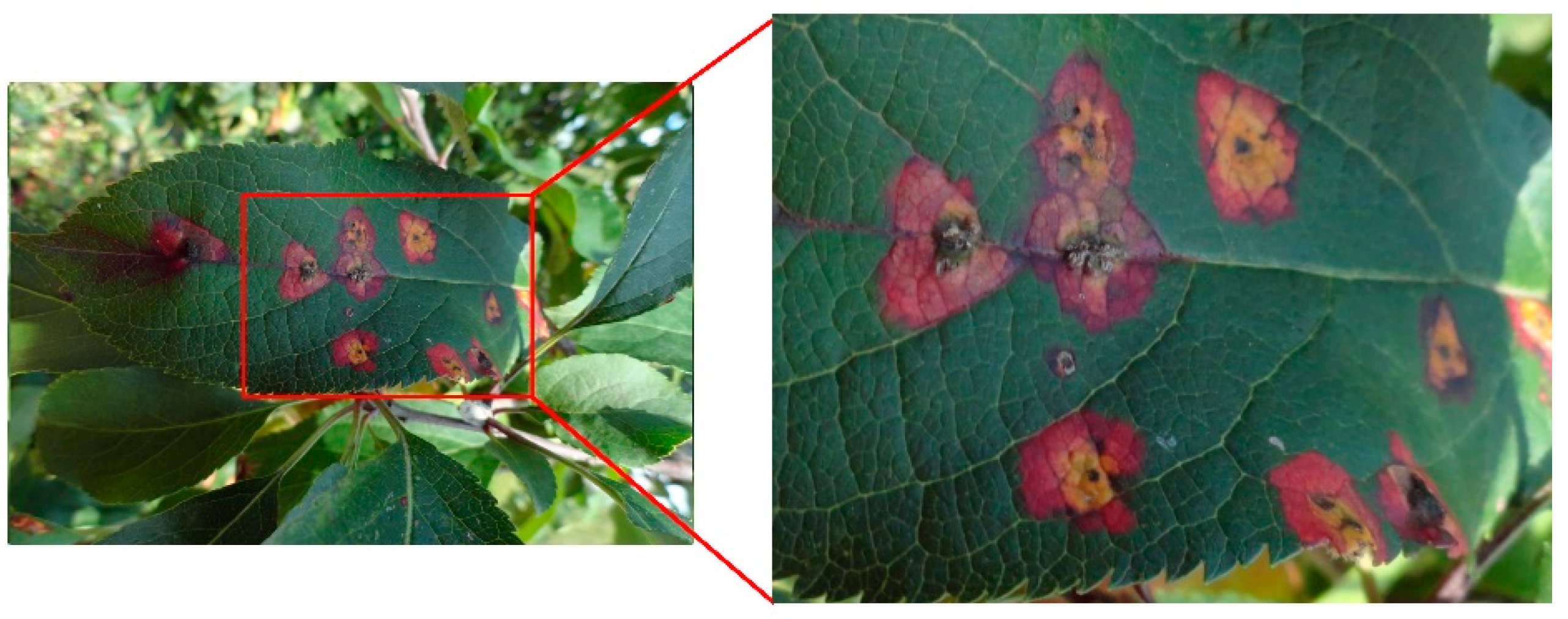 Agriculture 11 00617 g009