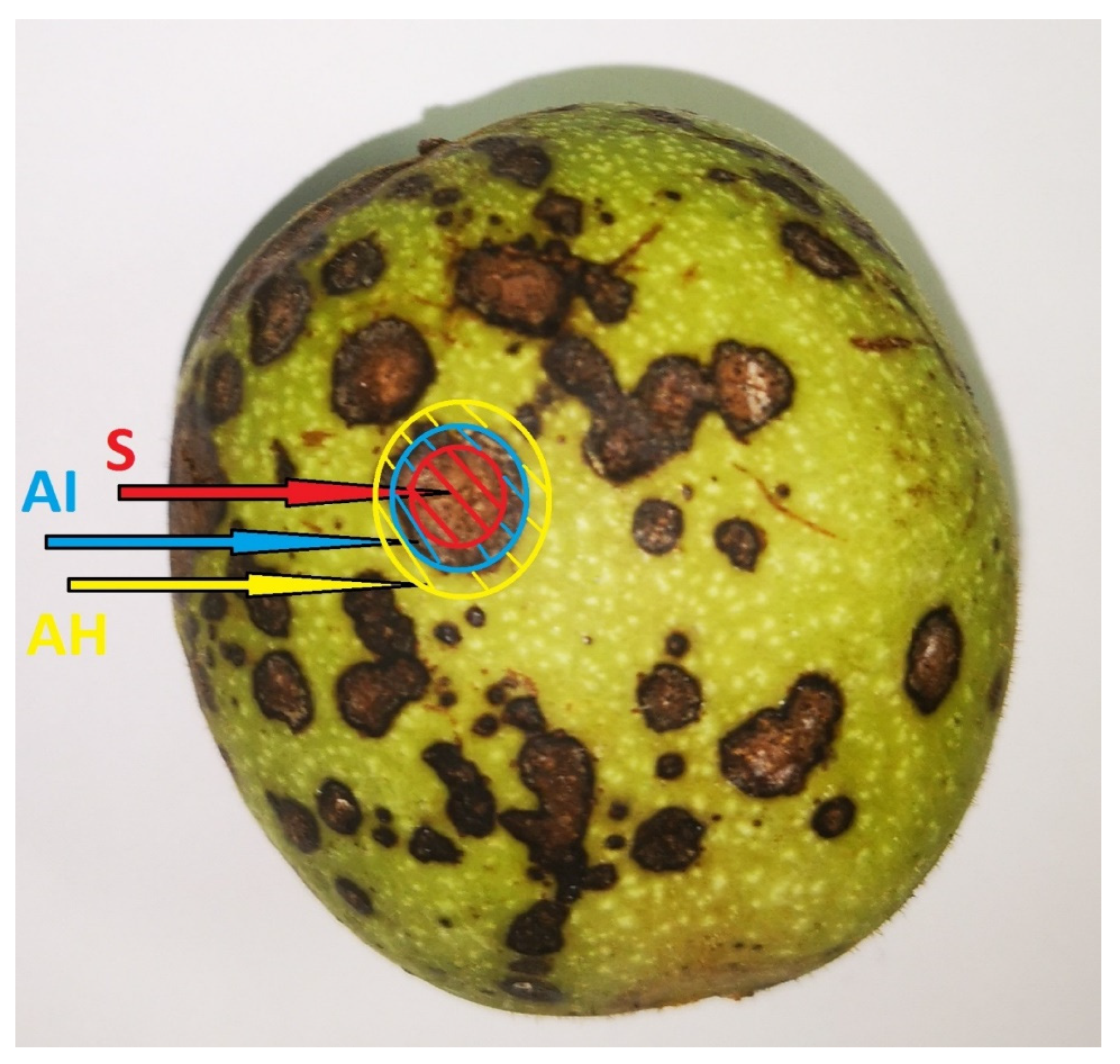 Agriculture 11 00659 g001