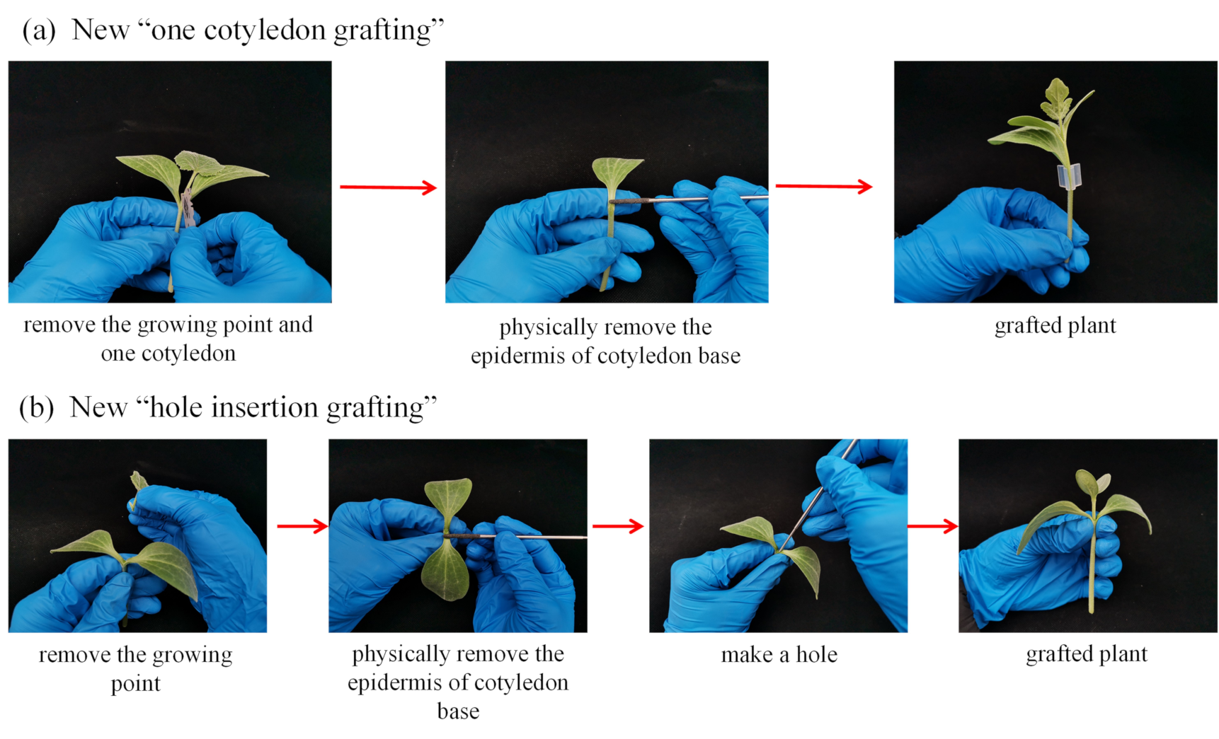 Agriculture 11 00812 g002