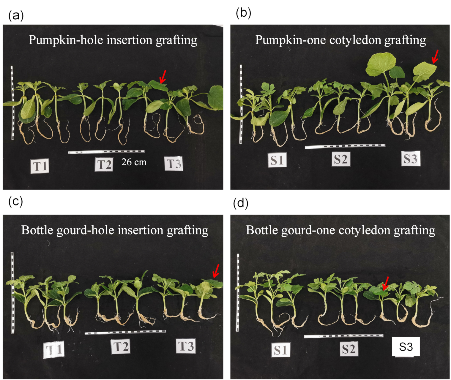 Agriculture 11 00812 g004