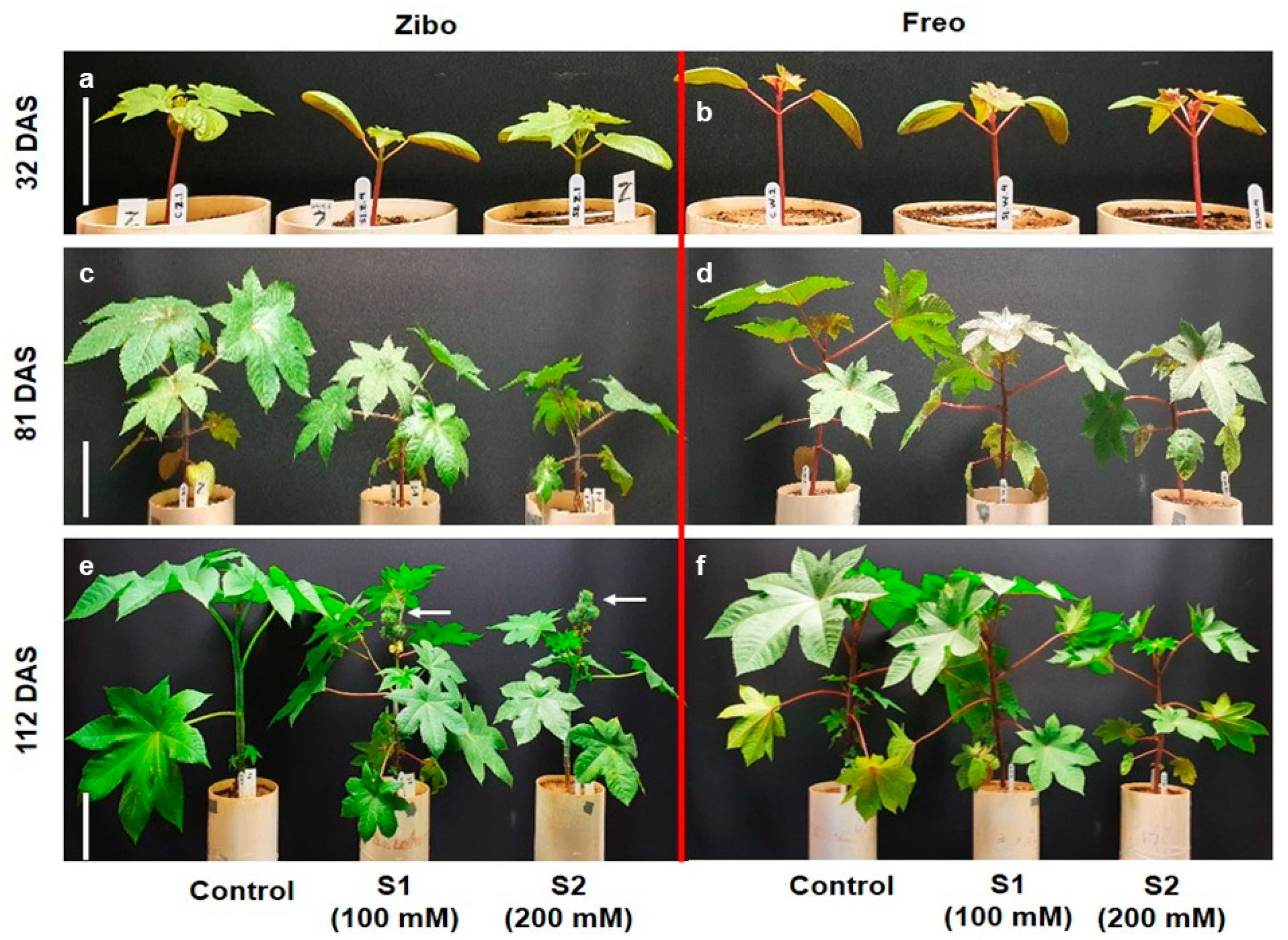 Agriculture 11 00821 g006