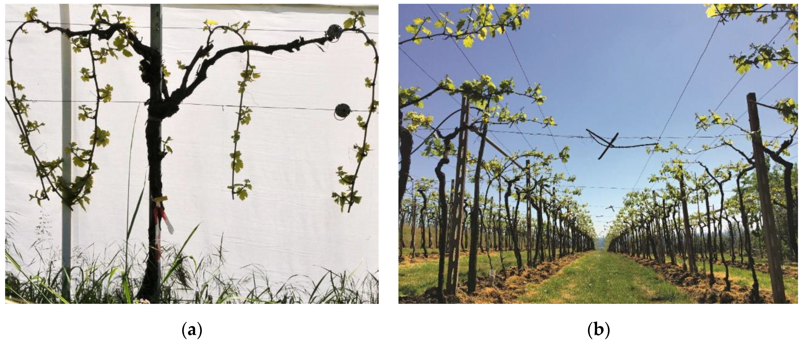 Agriculture 11 00833 g001