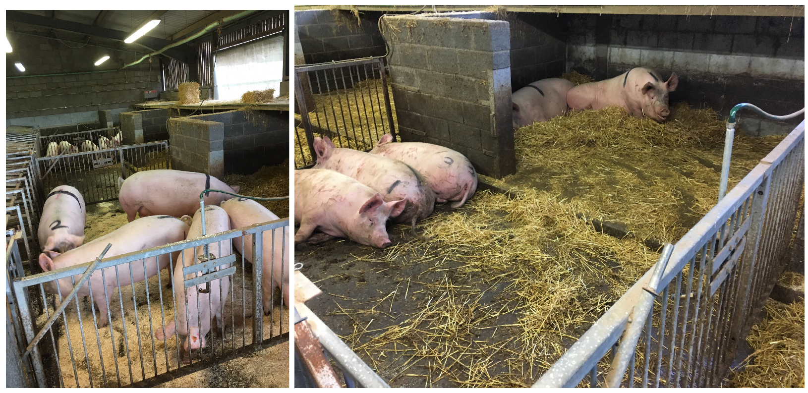 Agriculture 11 00847 g002