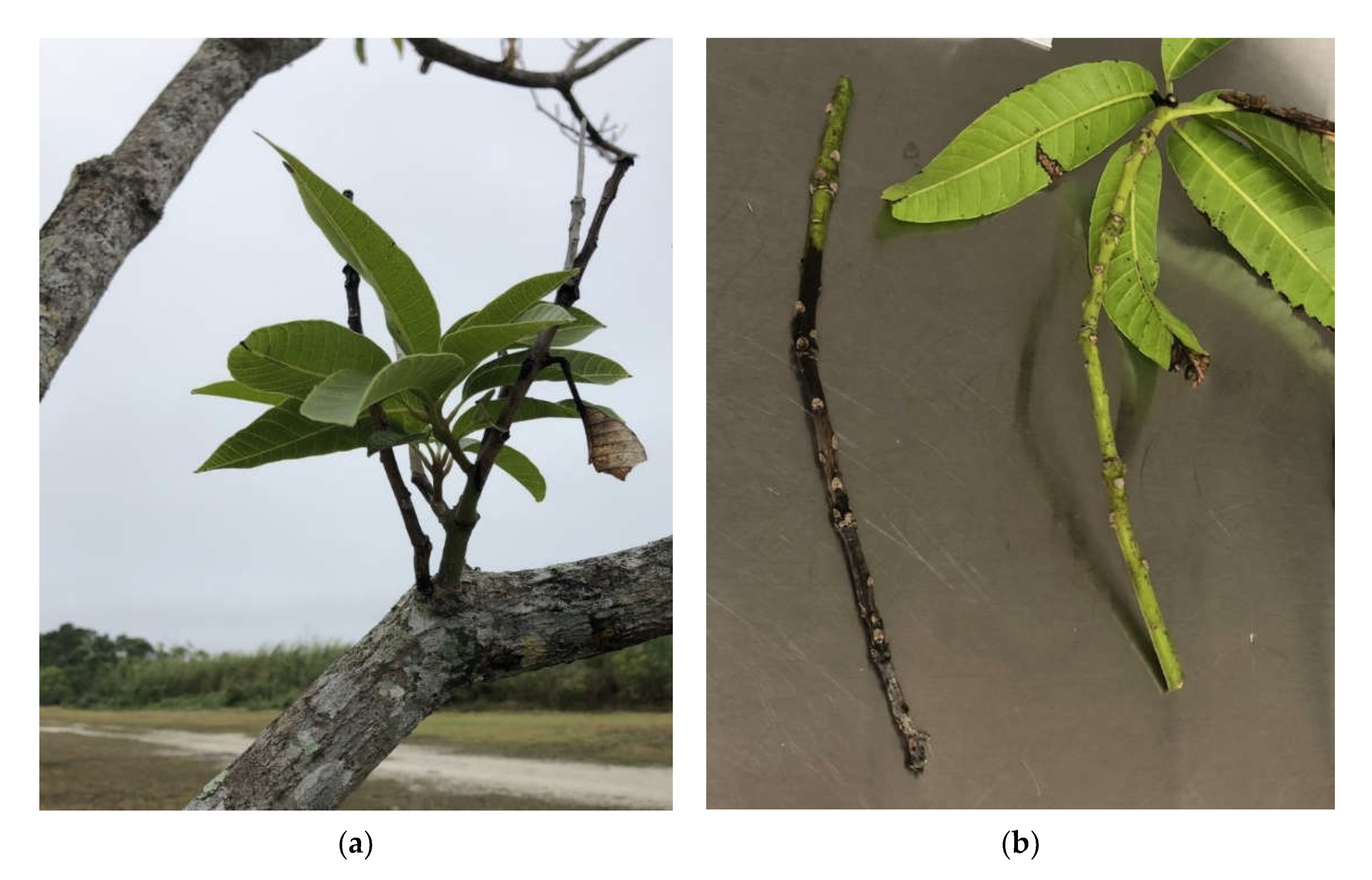 Agriculture 11 00853 g001