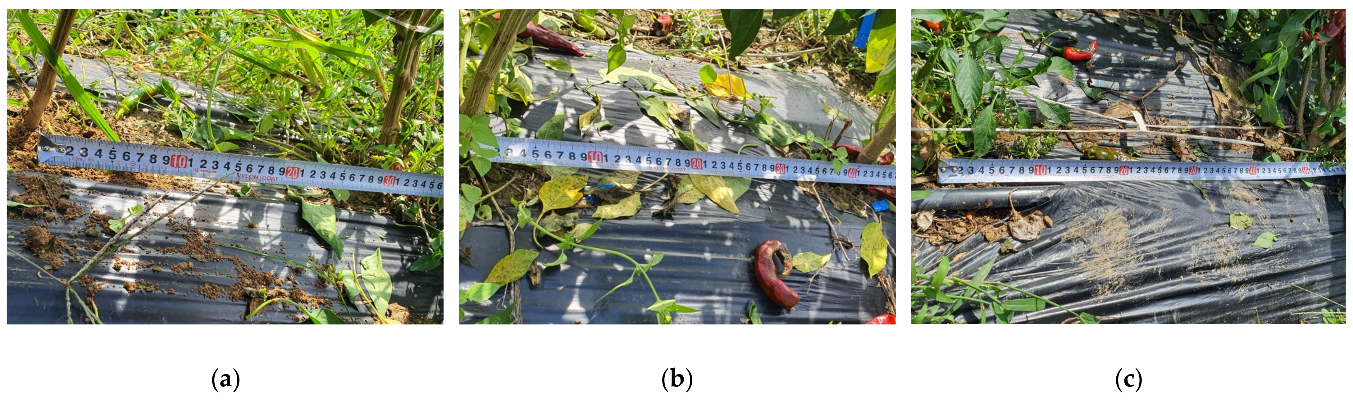 Agriculture 11 00945 g002 Agriculture 11 00945 g002