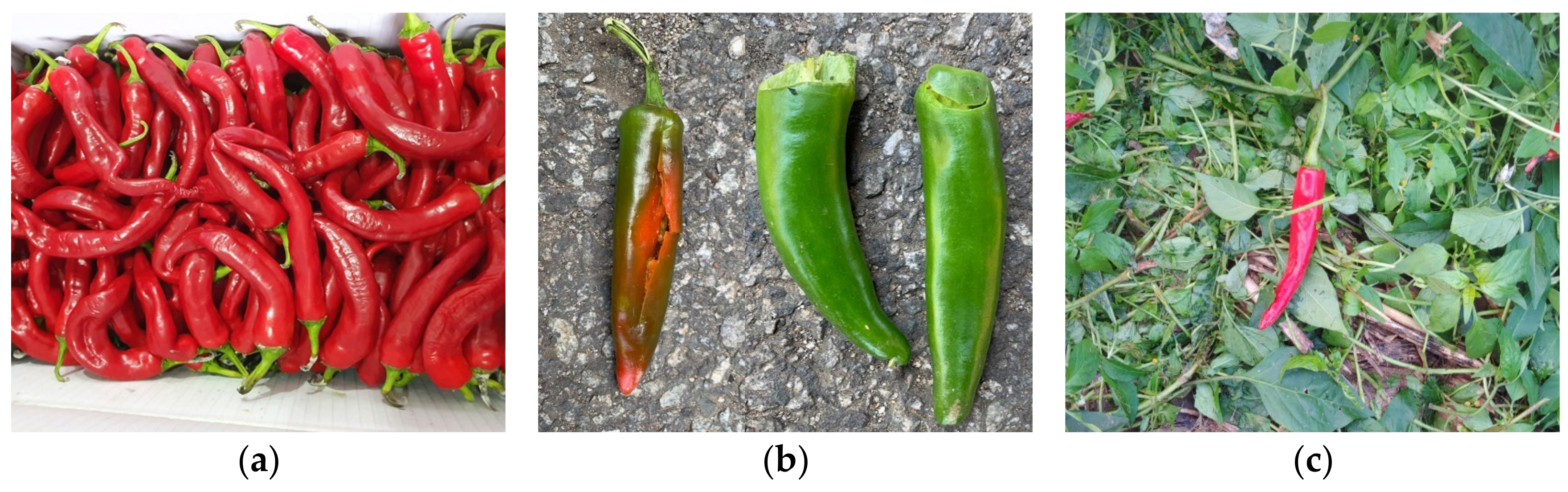 Agriculture 11 00945 g003a Agriculture 11 00945 g003a