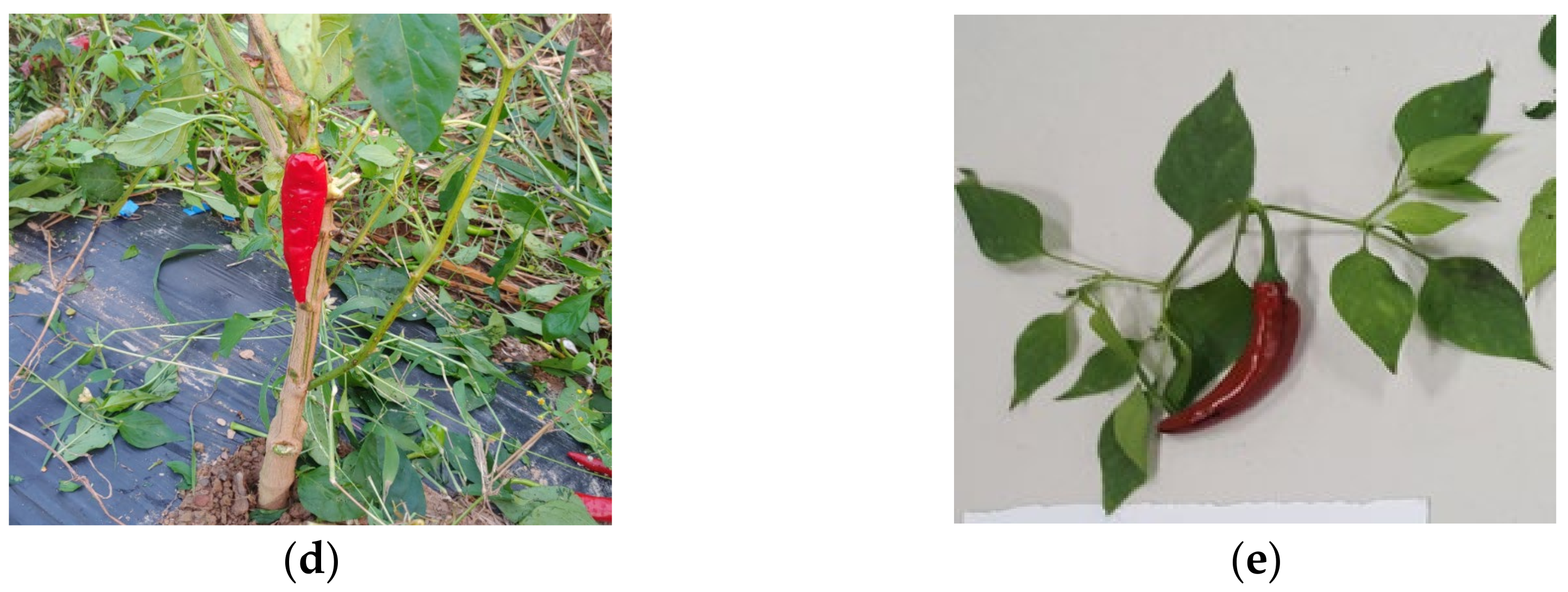 Agriculture 11 00945 g003b Agriculture 11 00945 g003b