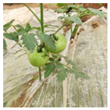 Agriculture 11 01059 i003