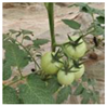 Agriculture 11 01059 i016