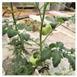 Agriculture 11 01059 i025