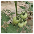 Agriculture 11 01059 i027