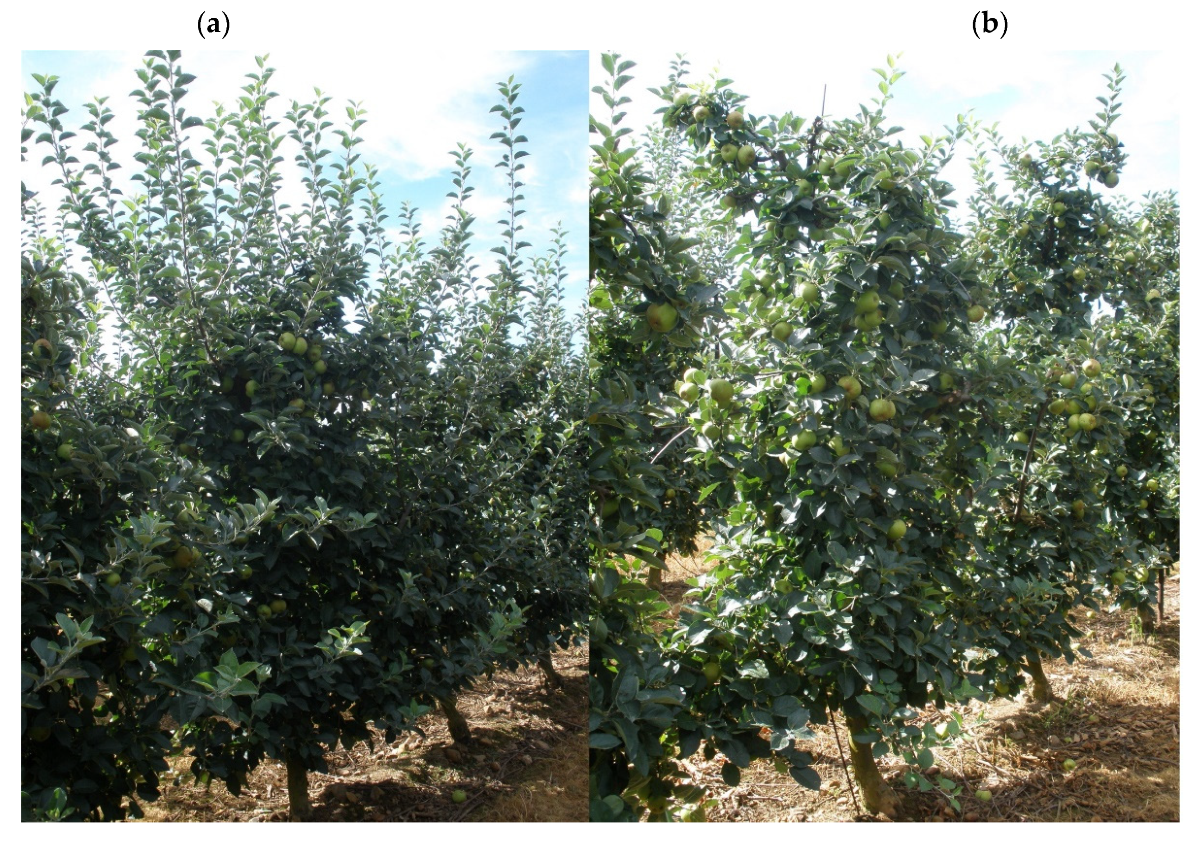 Agriculture 11 01081 g001