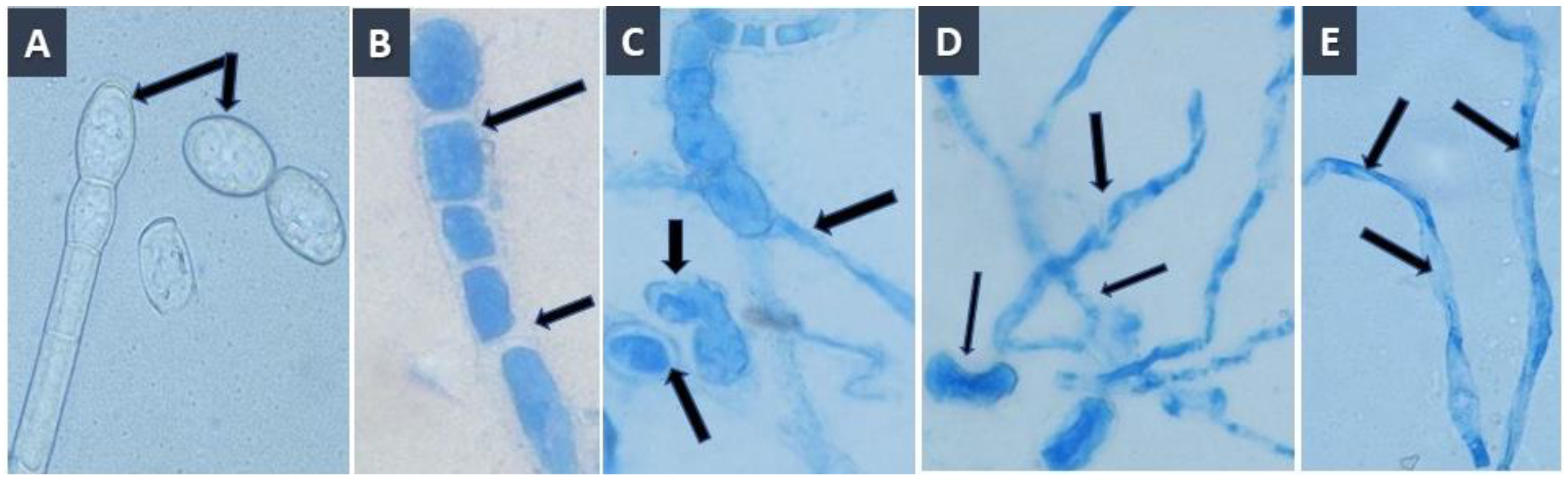 Agriculture 11 01177 g001