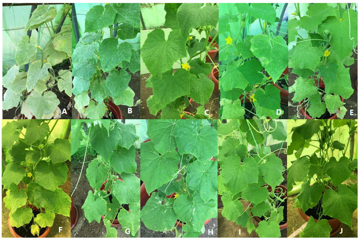 Agriculture 11 01177 g004