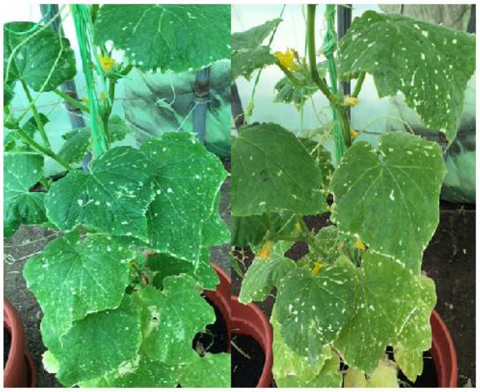 Agriculture 11 01177 g006