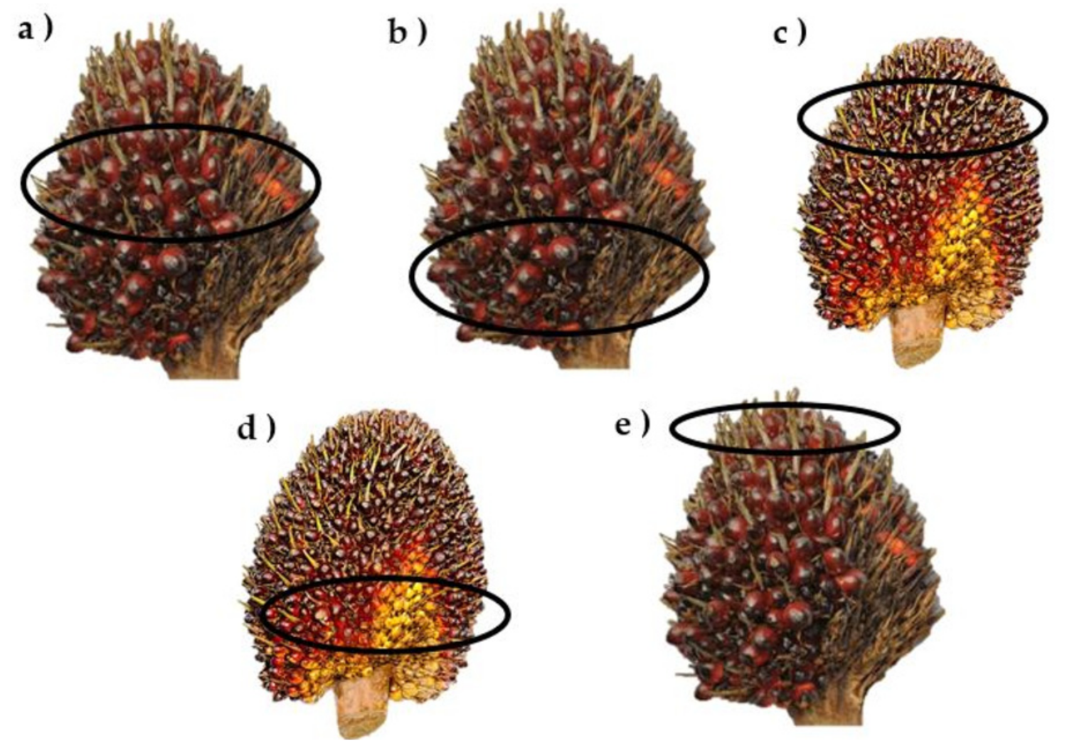 Agriculture 11 01179 g003