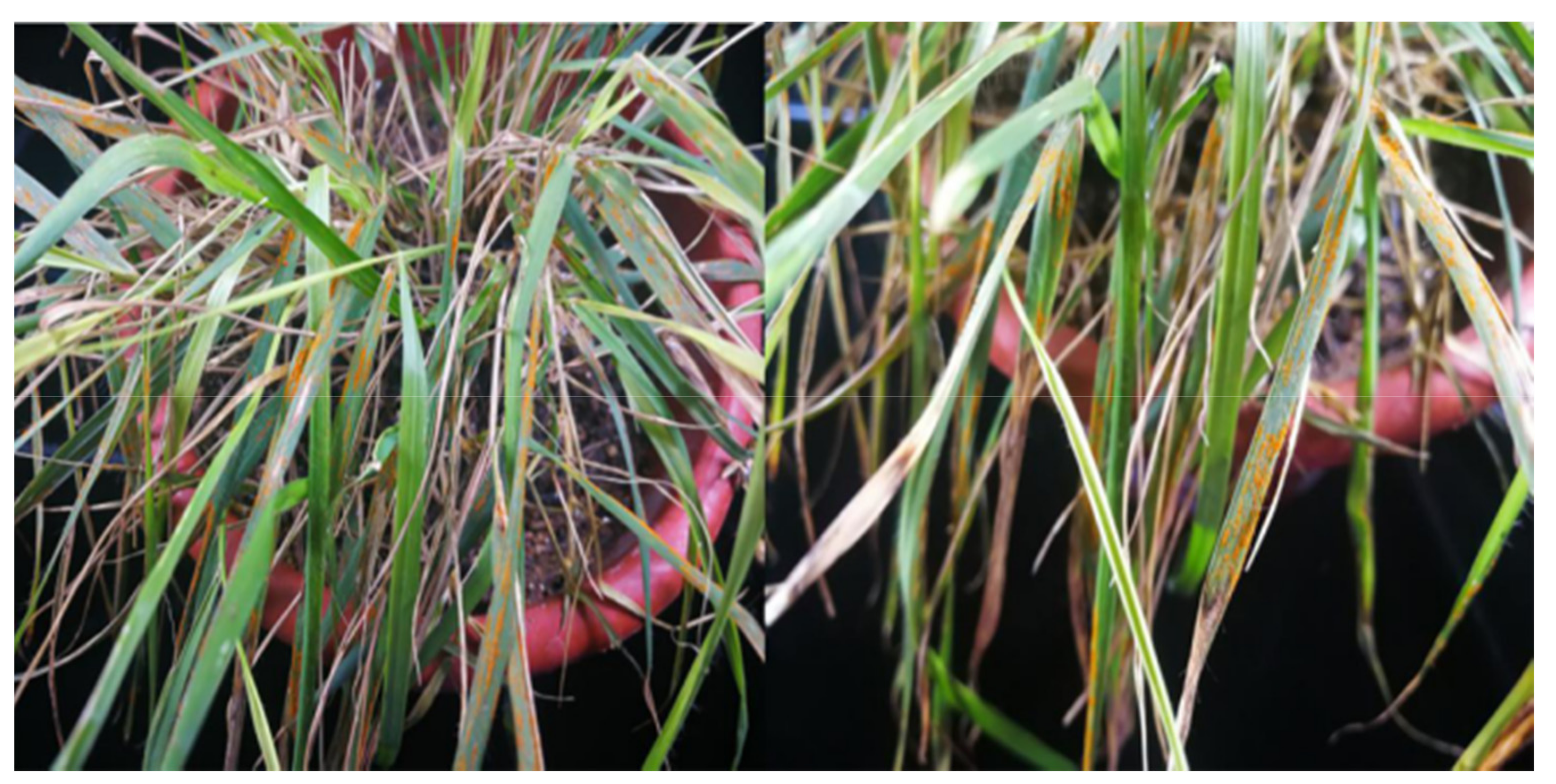 Agriculture 11 01200 g002