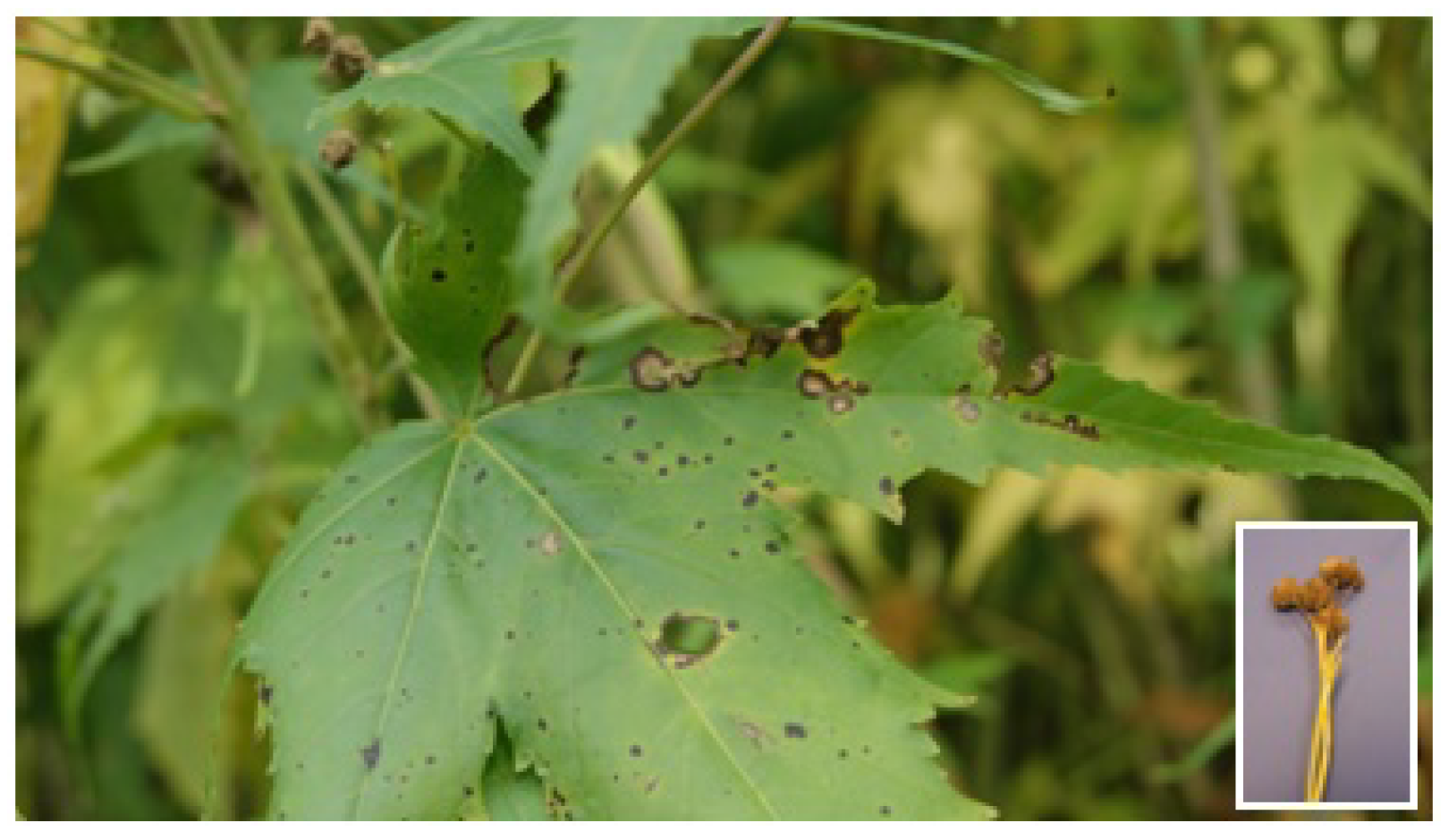 Agriculture 11 01264 g001