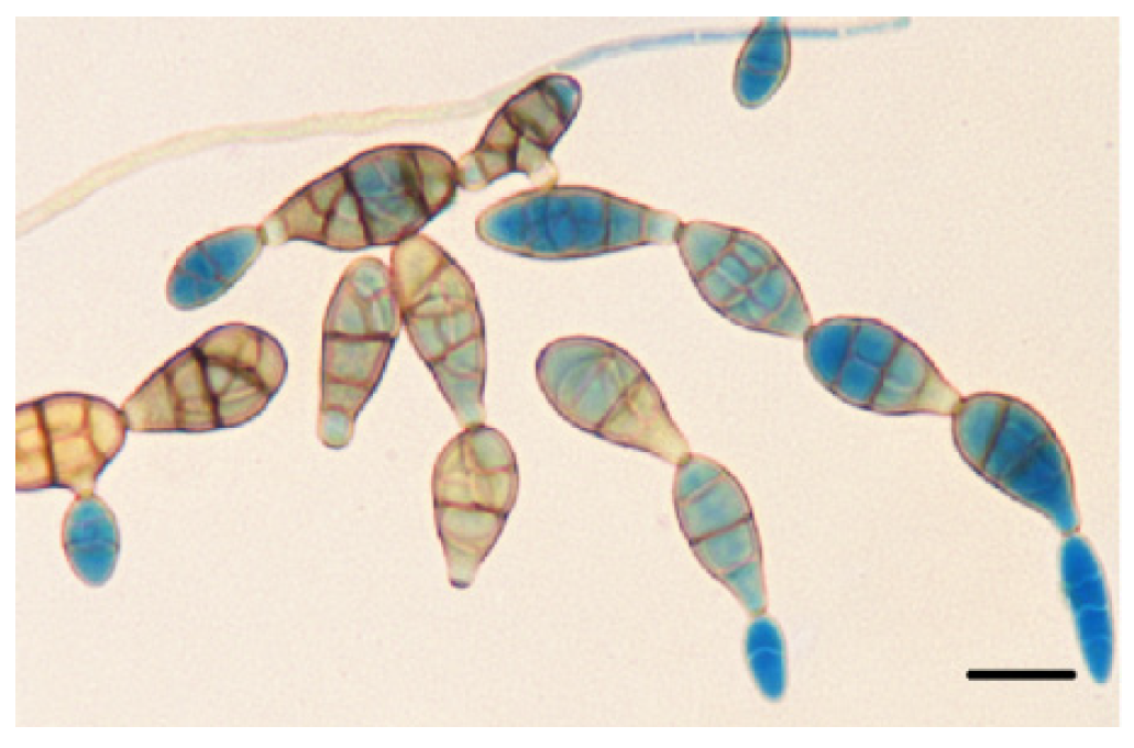 Agriculture 11 01264 g002