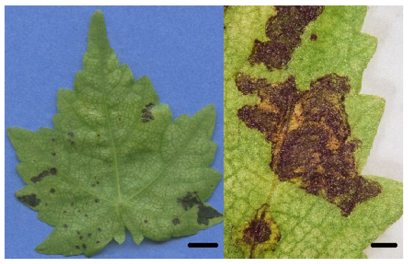 Agriculture 11 01264 g003