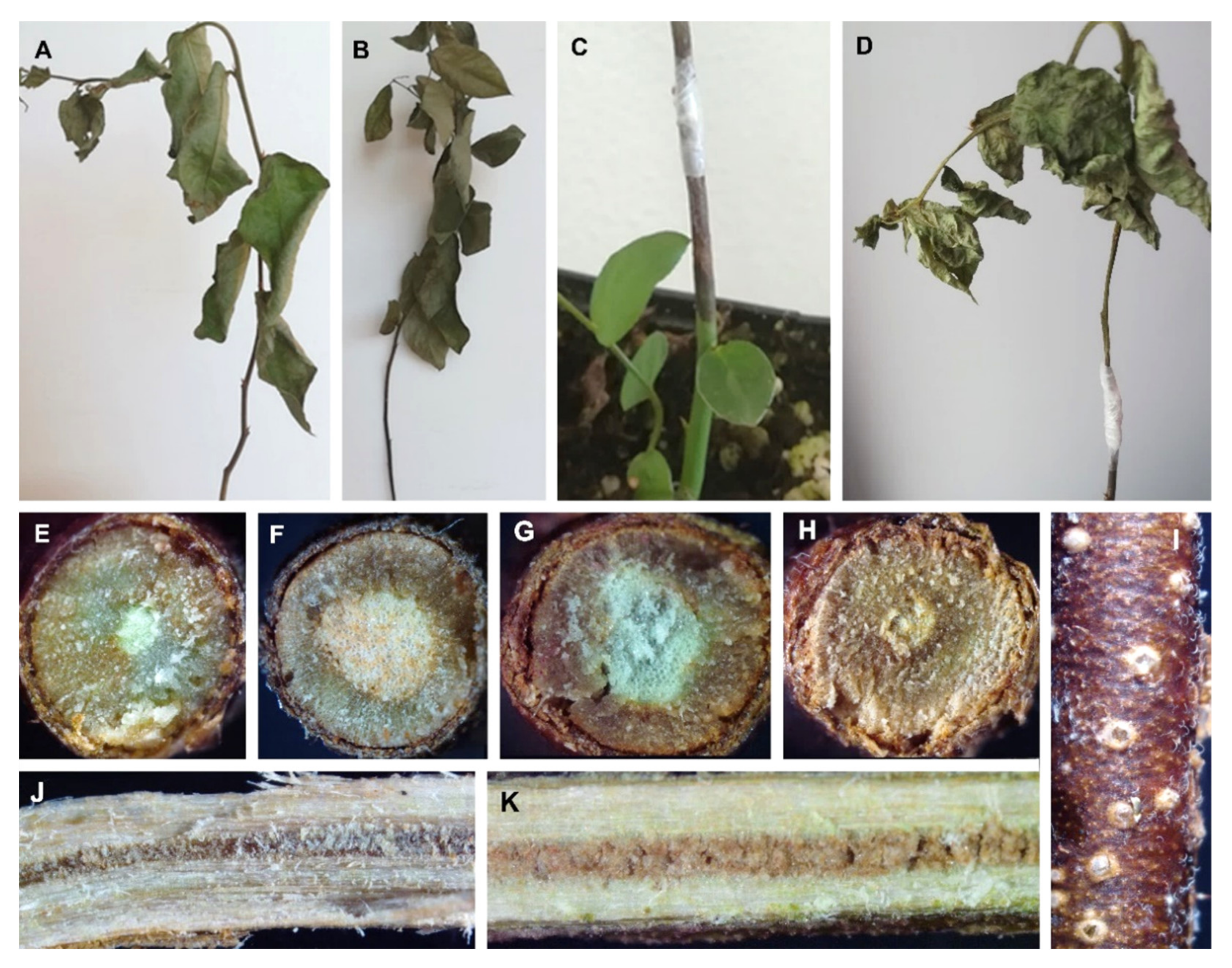 Agriculture 11 01271 g004