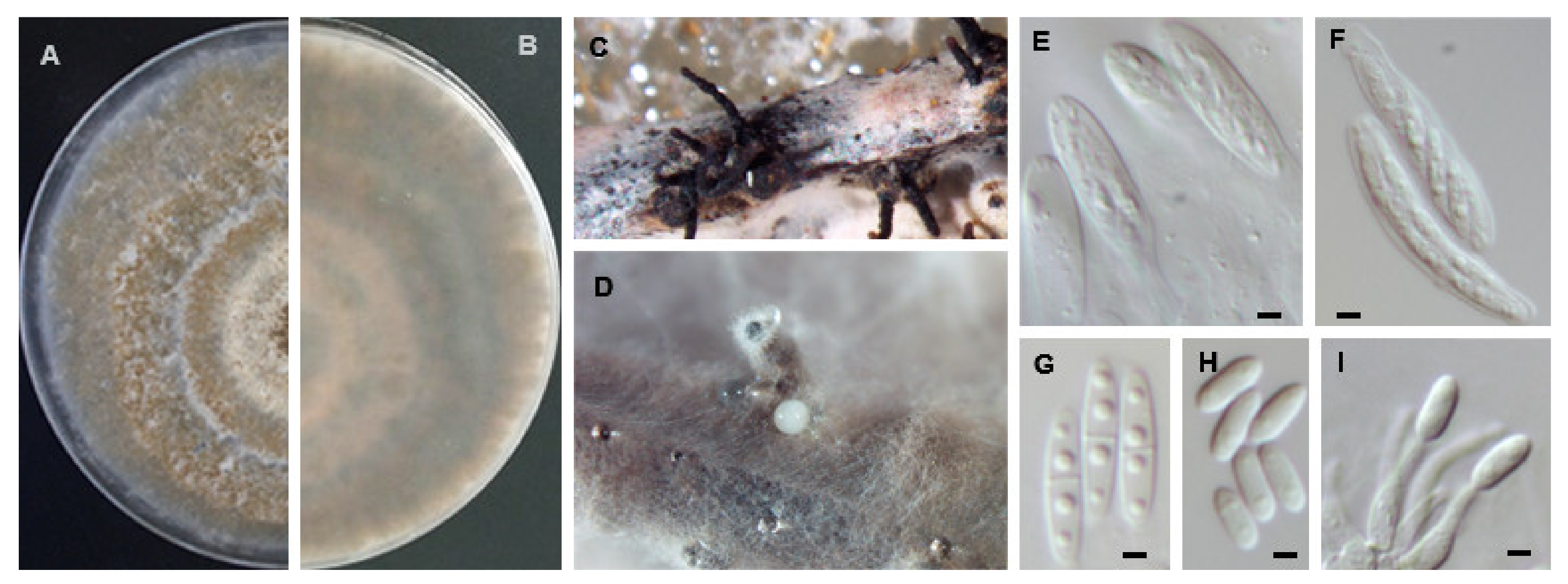 Agriculture 11 01271 g007