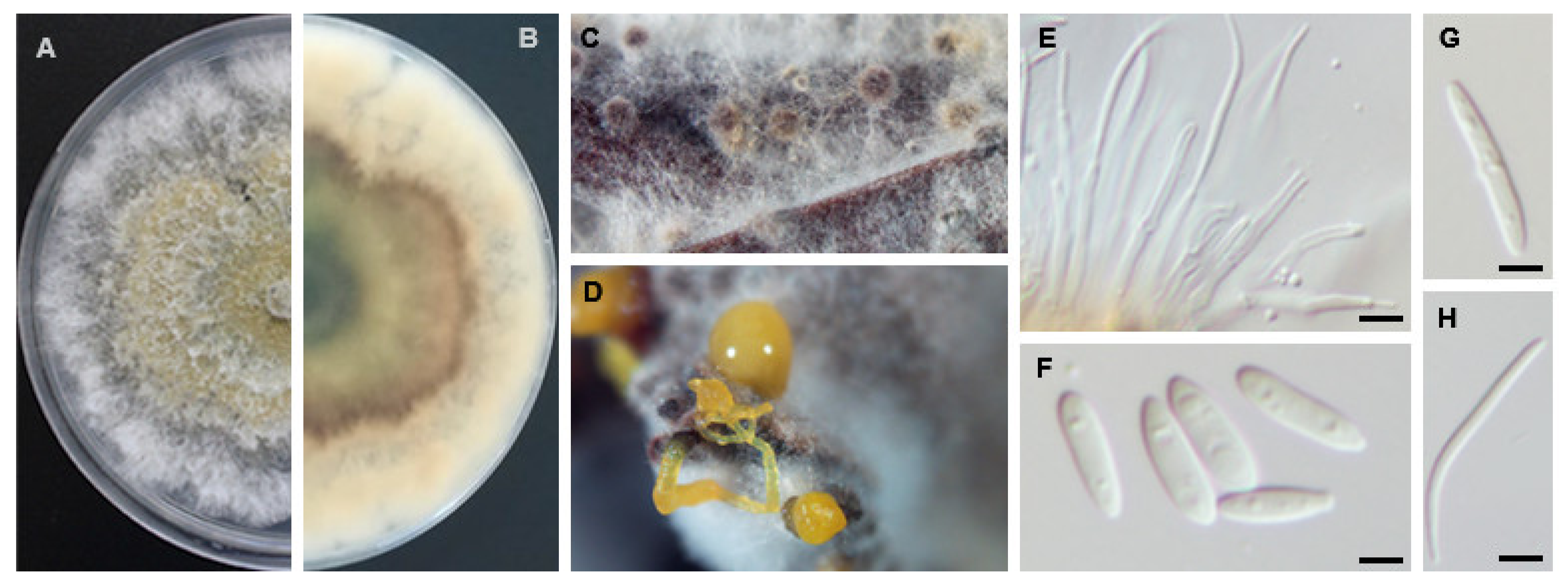 Agriculture 11 01271 g008