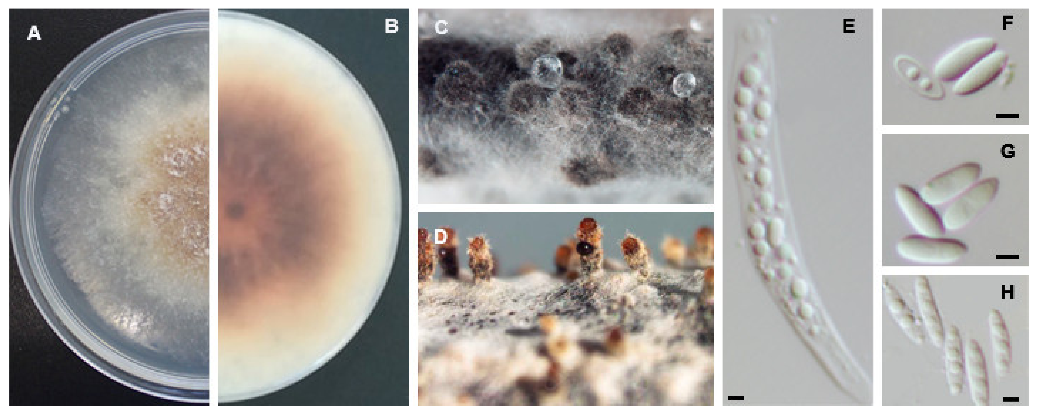 Agriculture 11 01271 g010