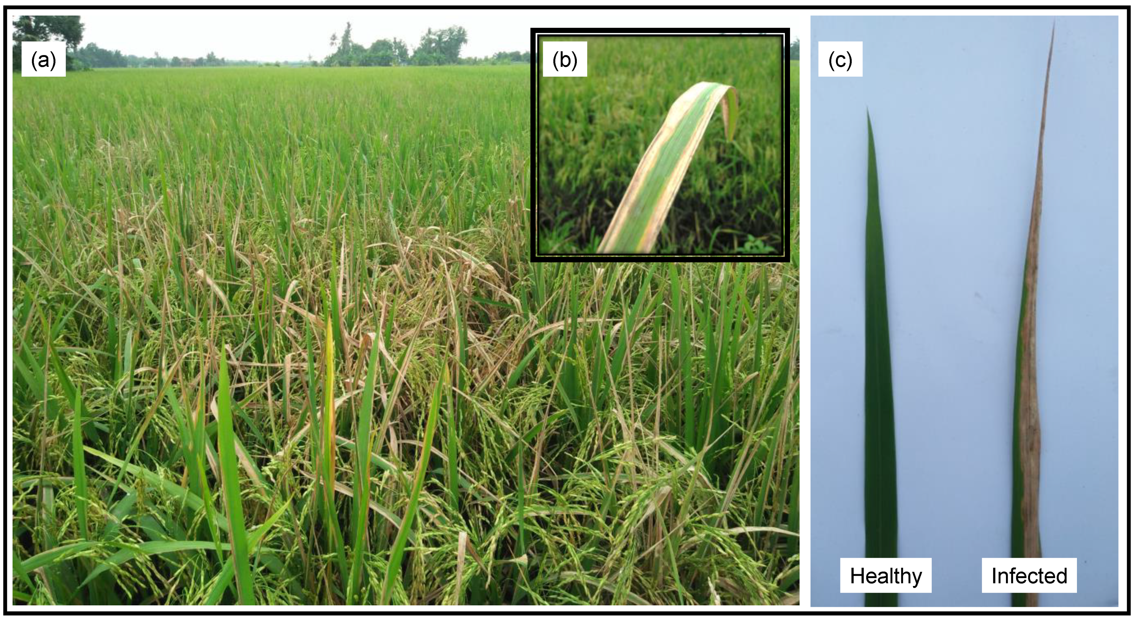 Agriculture 11 01278 g001