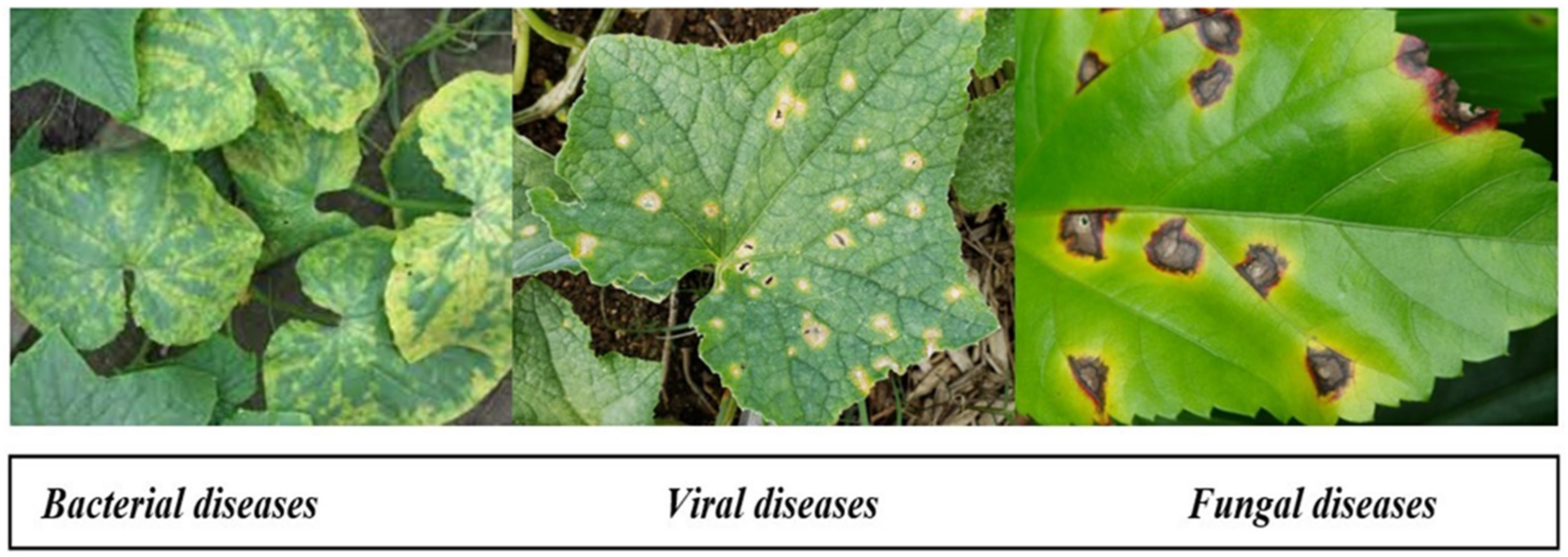 Agriculture 12 00009 g001