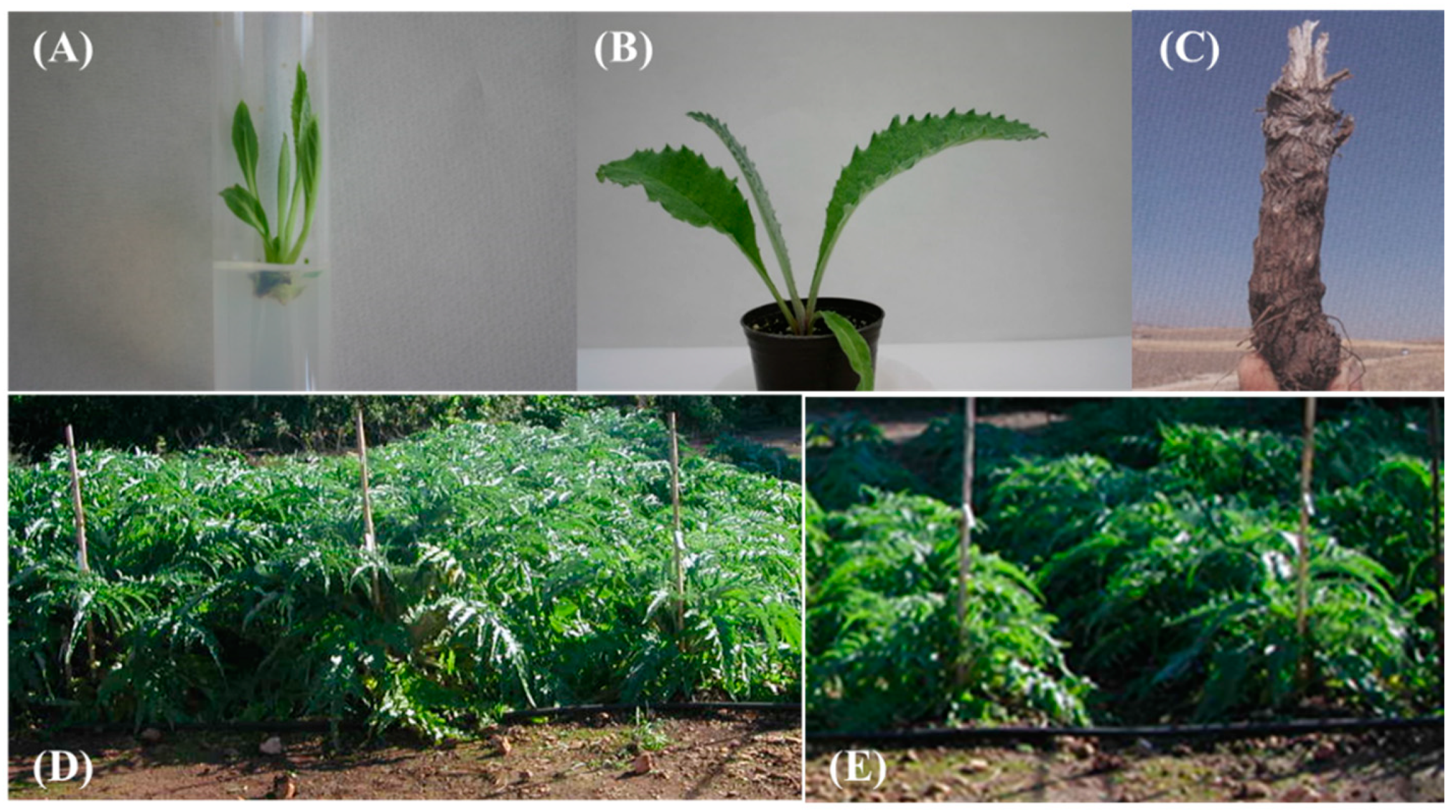 Agriculture 12 00114 g001