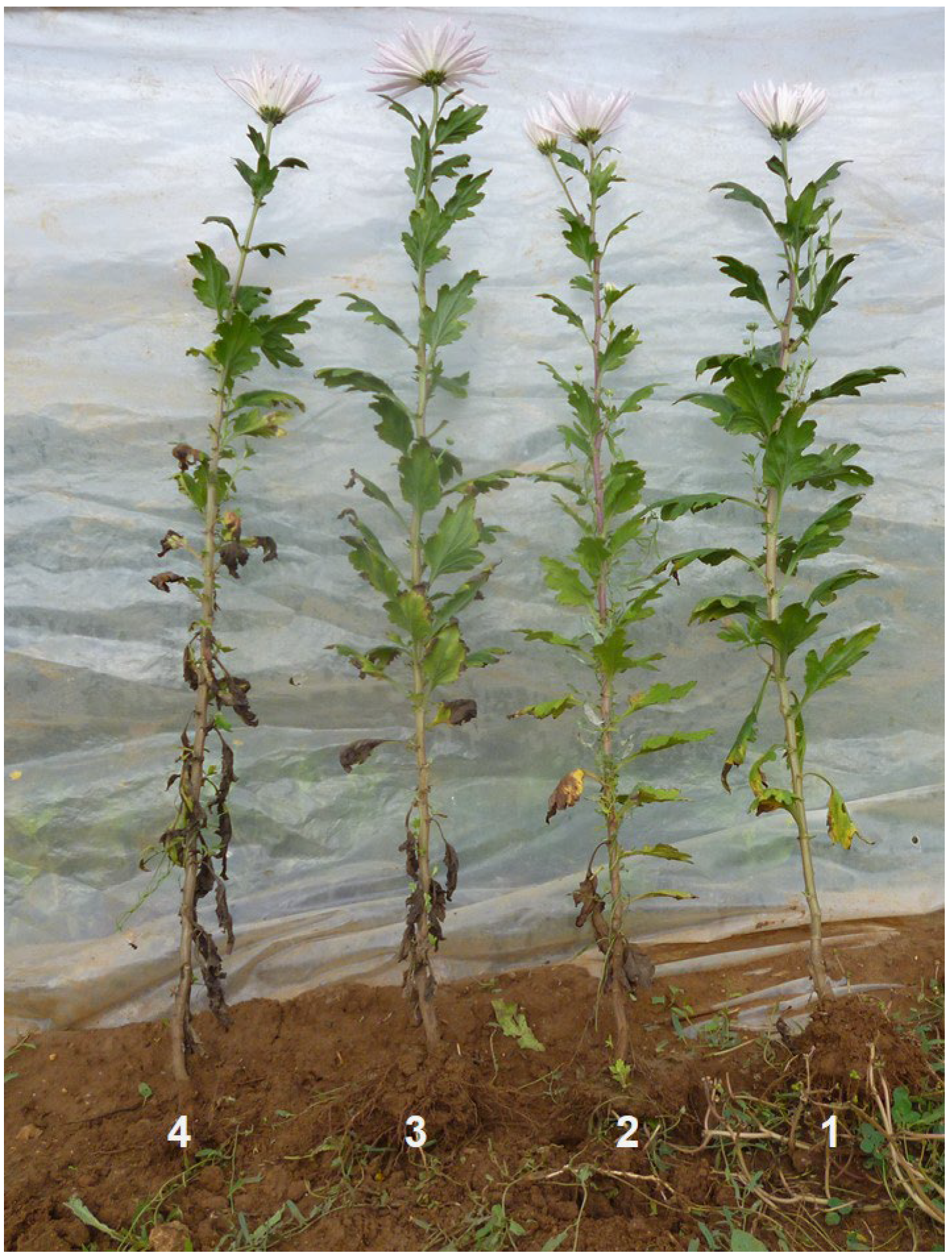 Agriculture 12 00141 g002